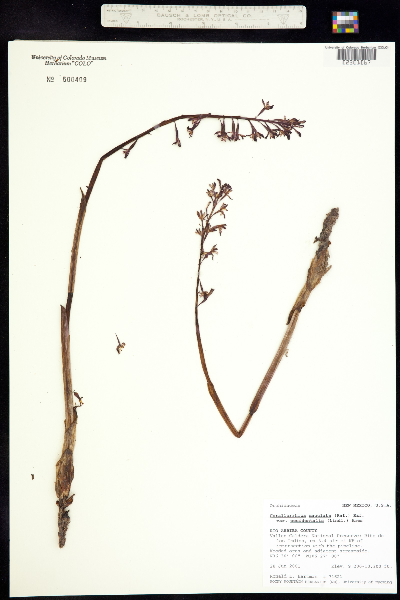 Corallorhiza maculata image