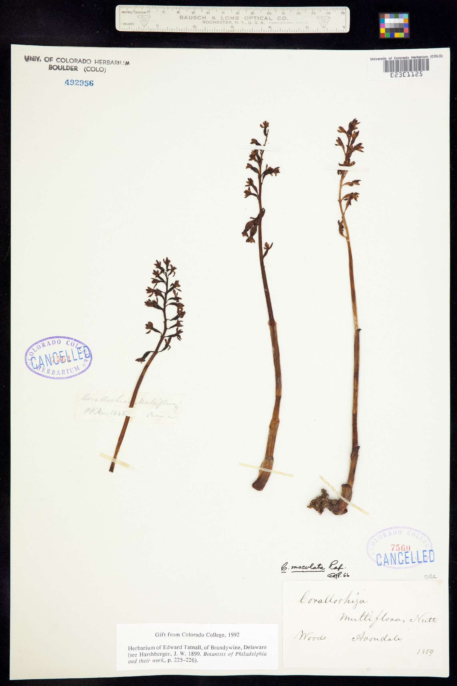 Corallorhiza maculata image