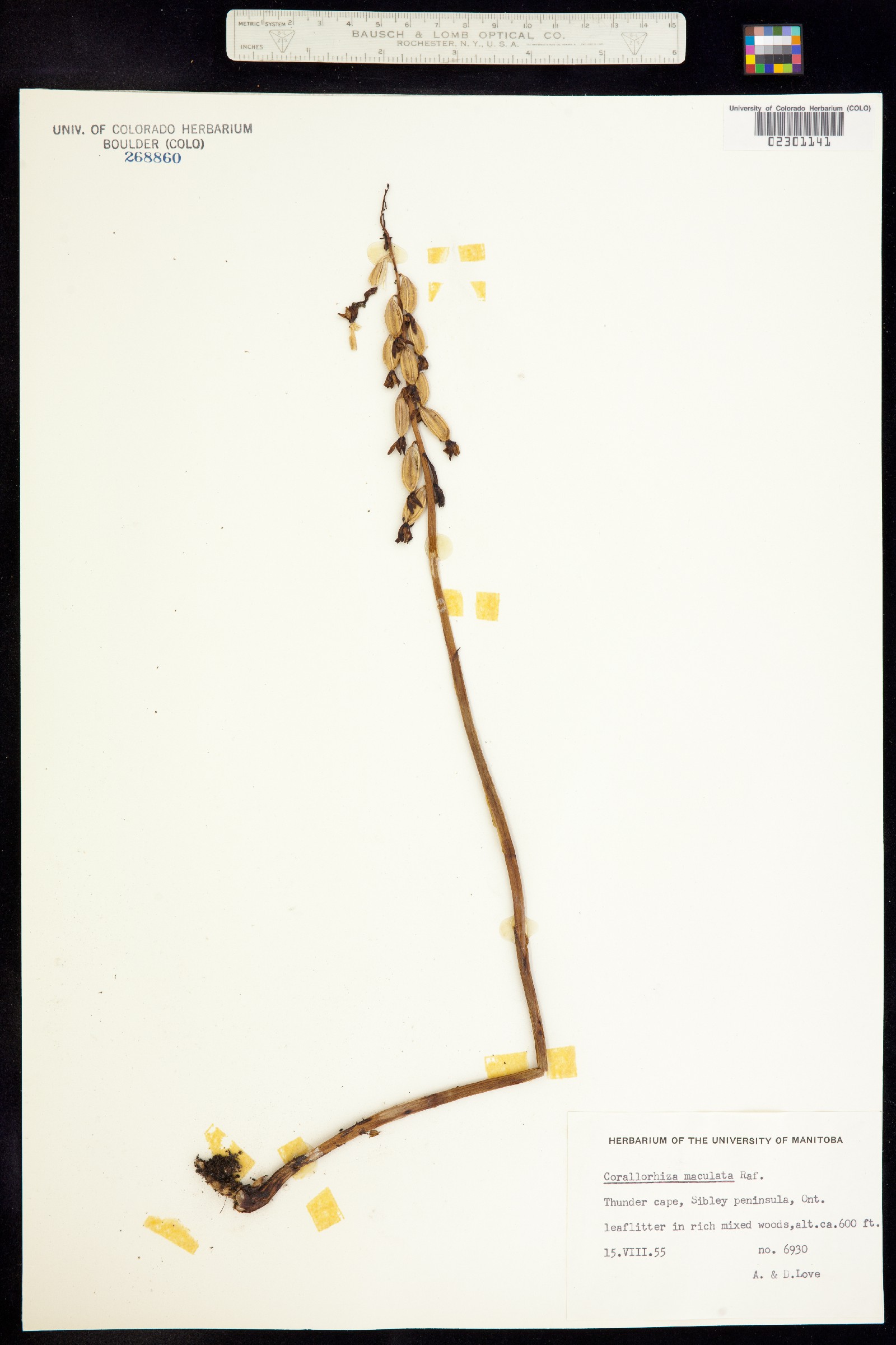Corallorhiza image