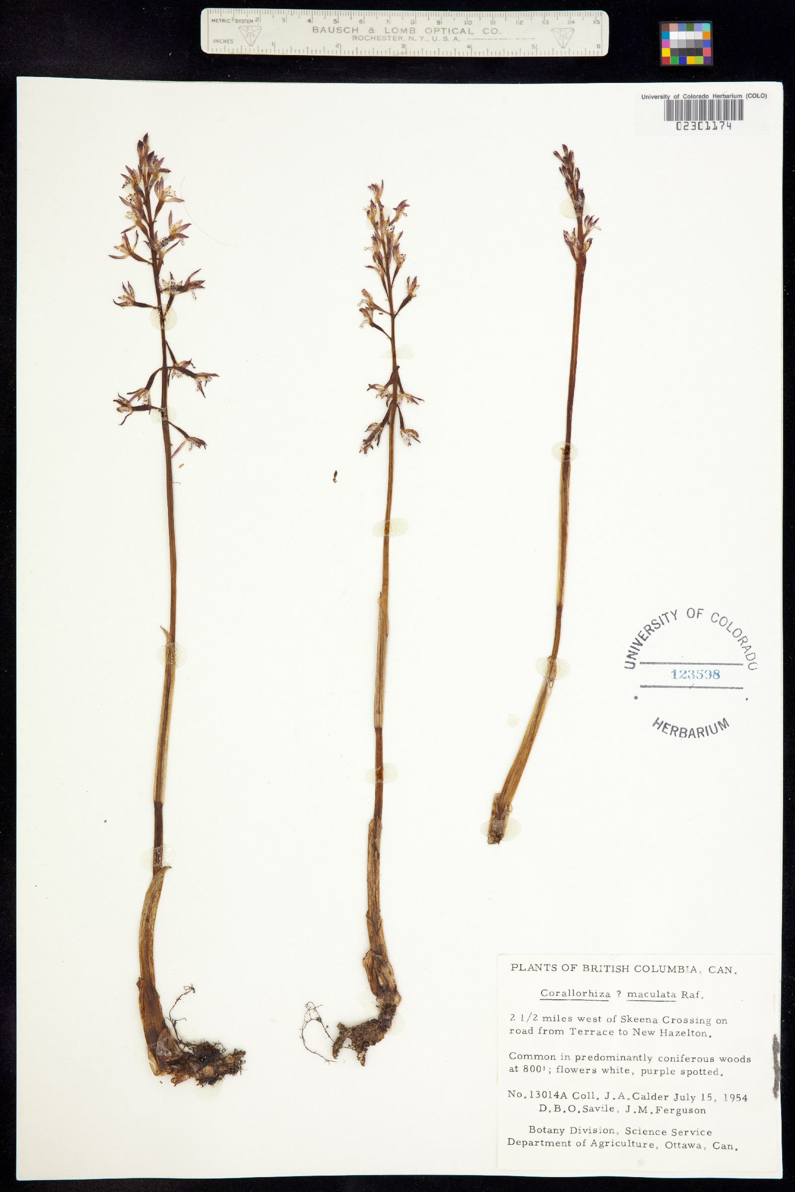 Corallorhiza maculata image