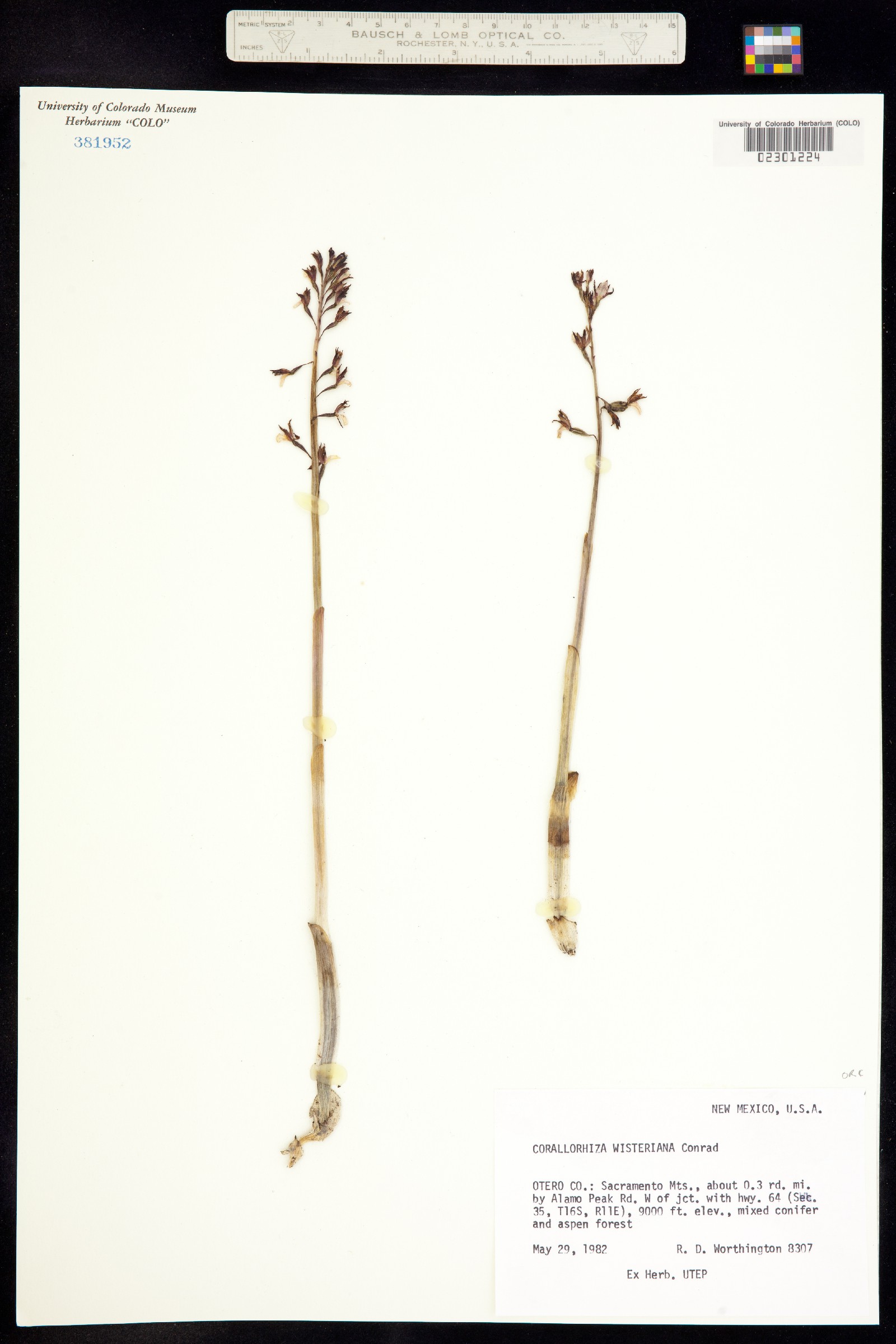 Orchidaceae image