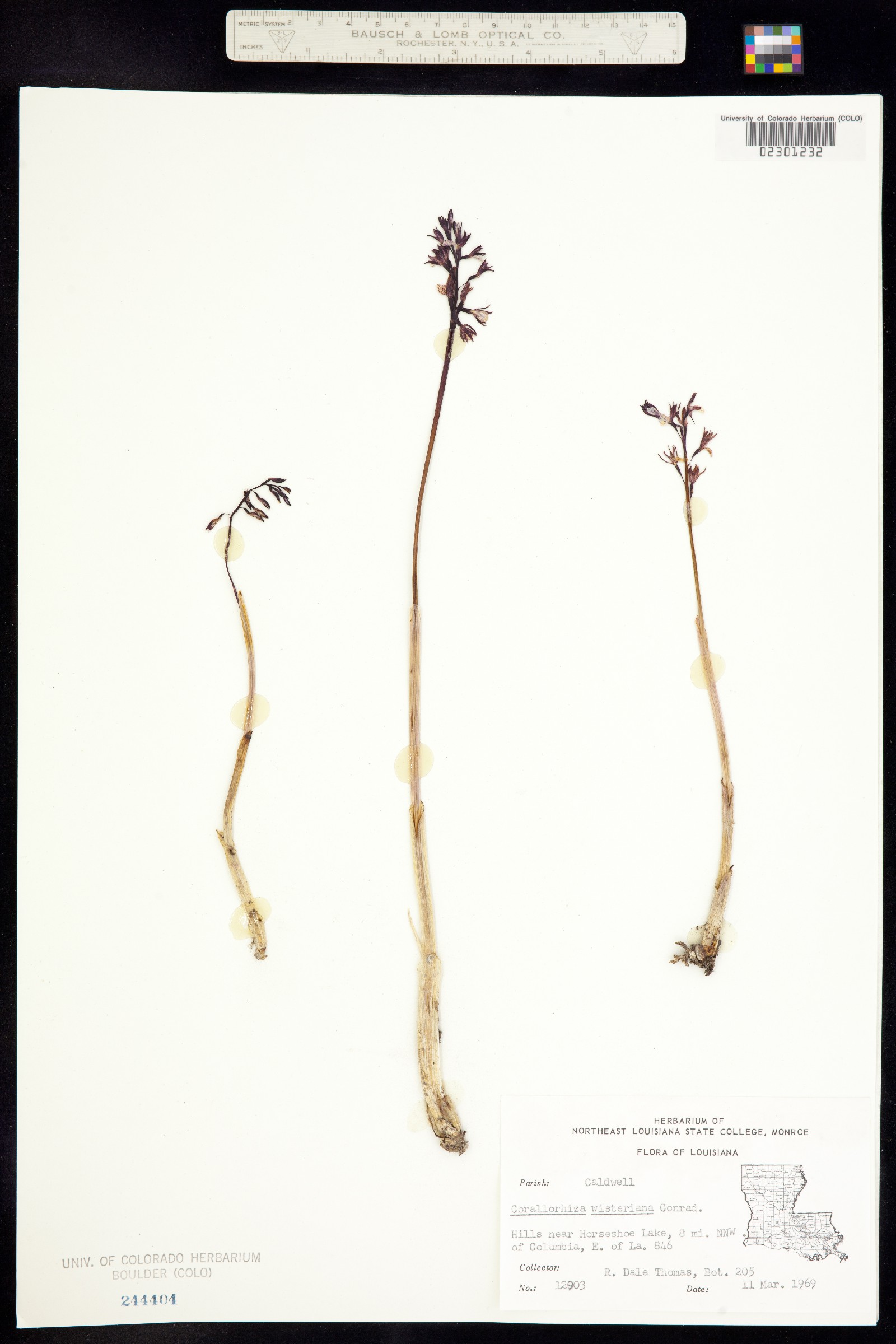 Corallorhiza image