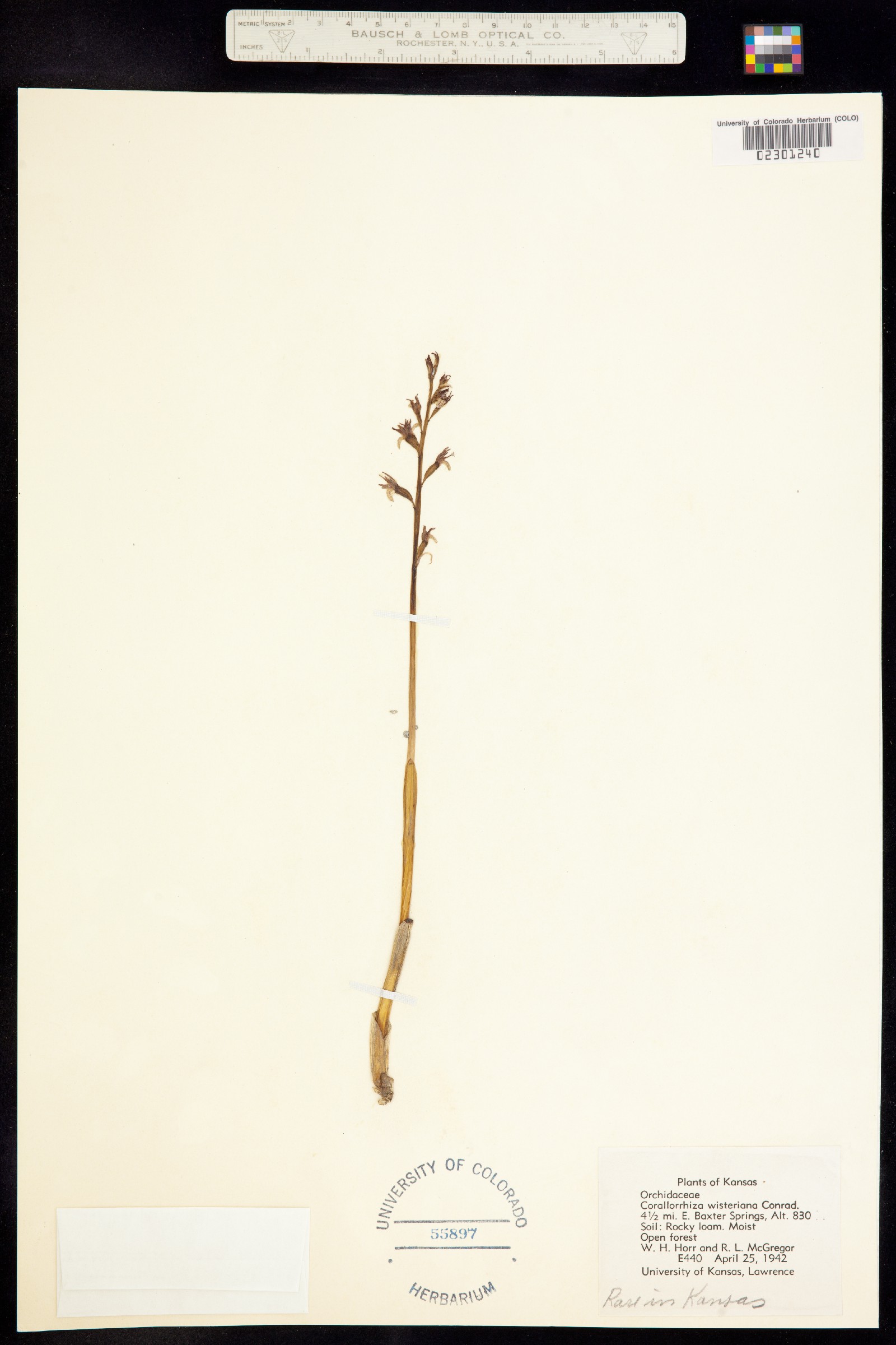 Corallorhiza wisteriana image