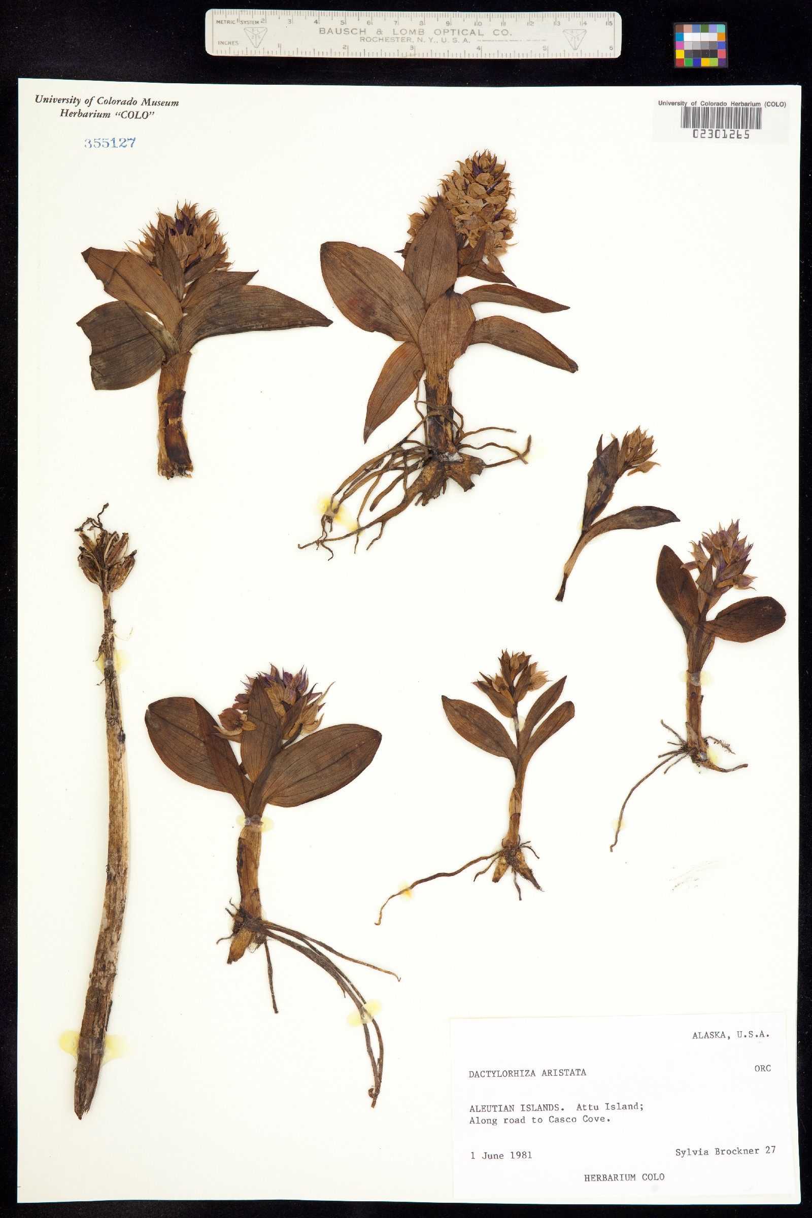 Dactylorhiza aristata image