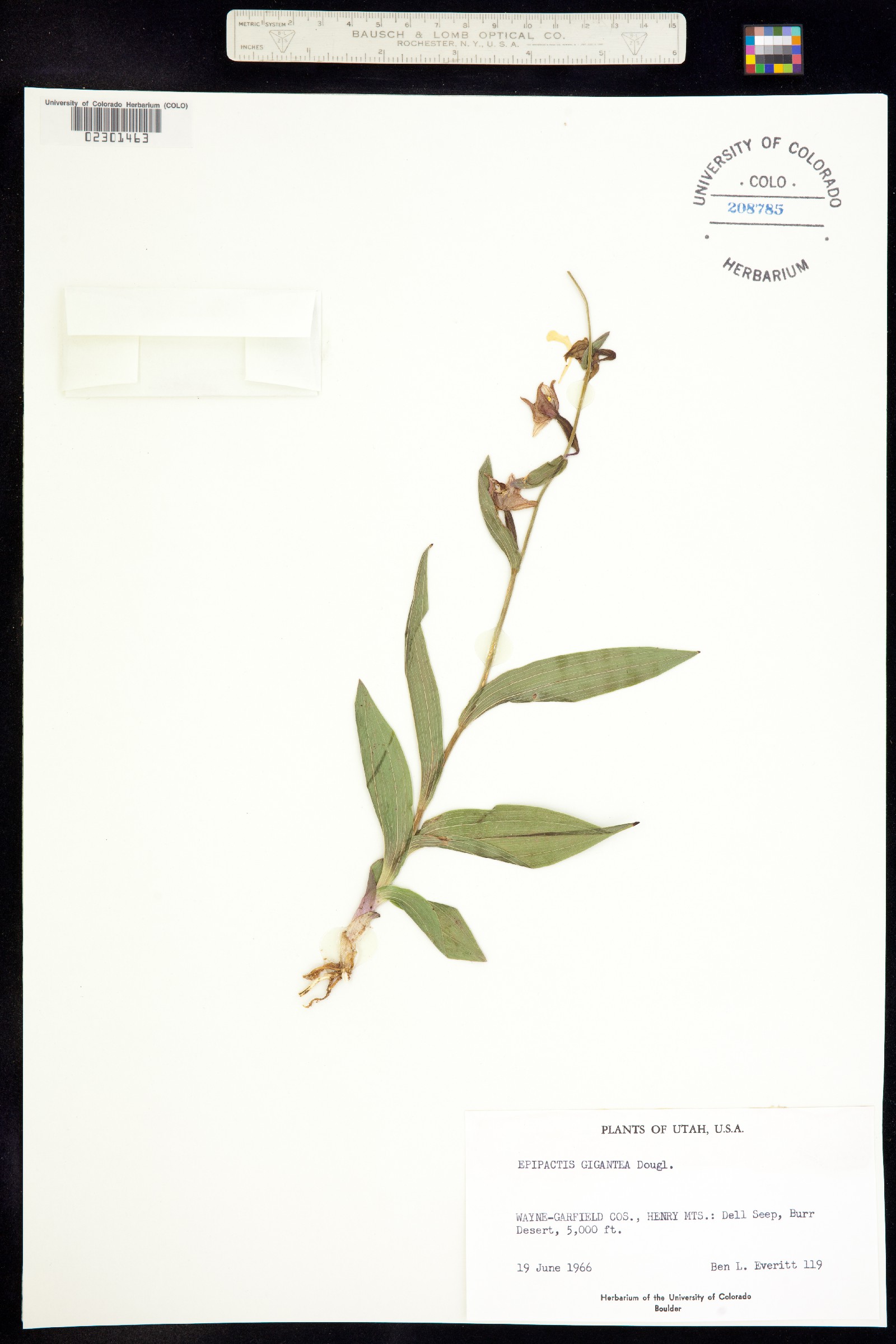 Epipactis gigantea image