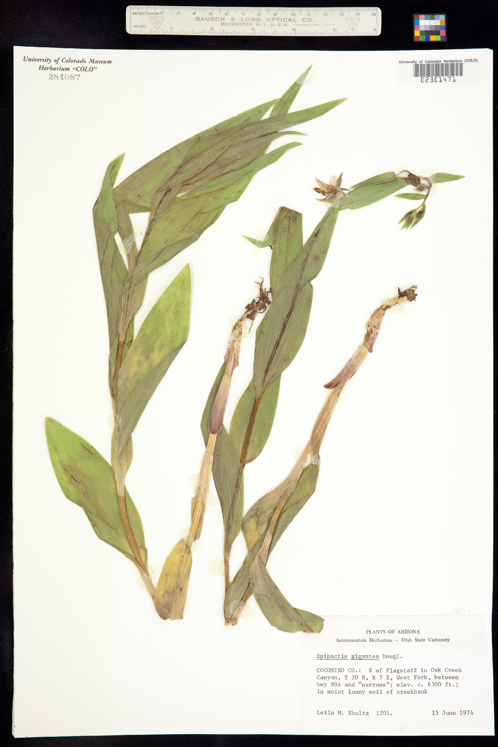 Epipactis gigantea image