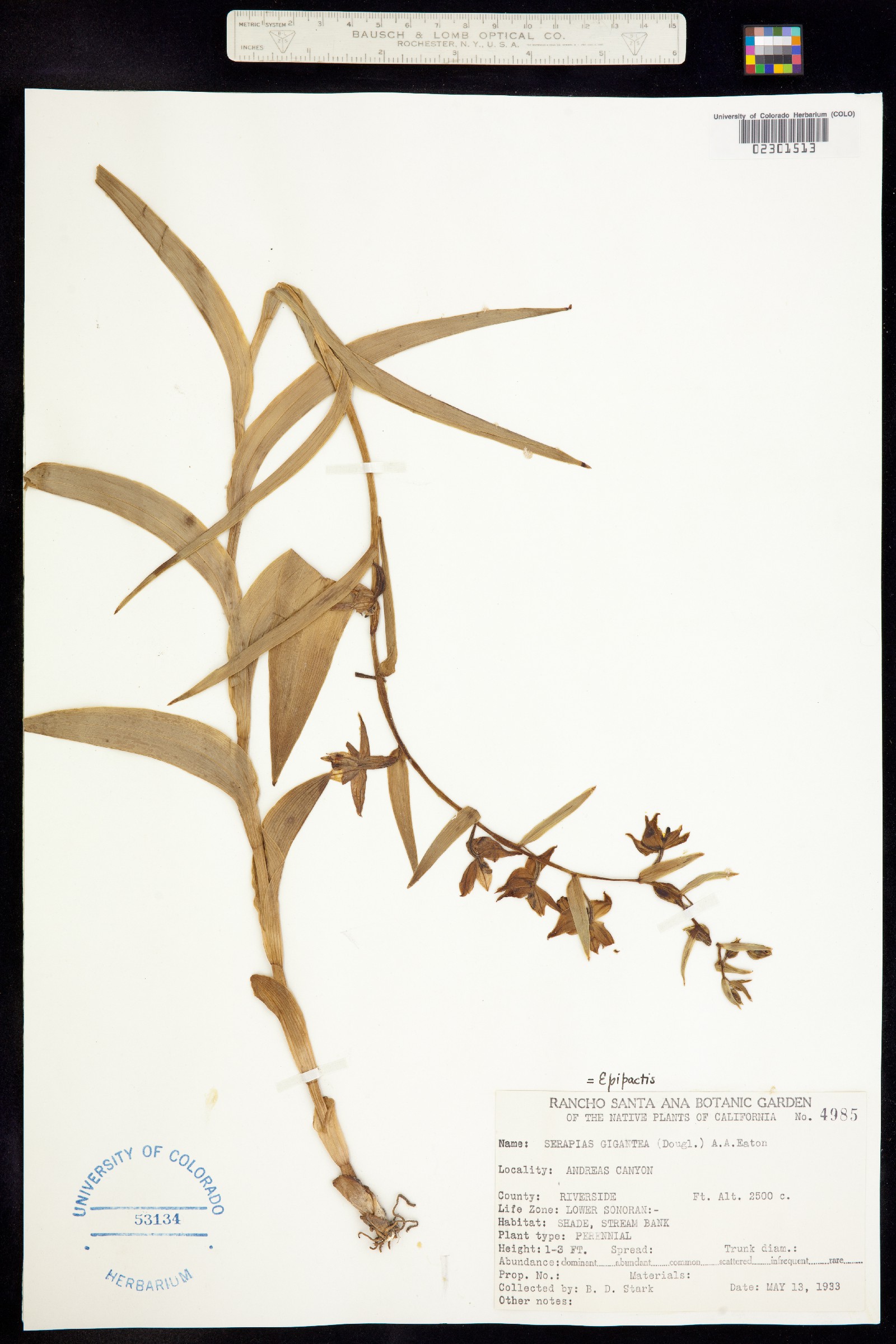 Epipactis gigantea image