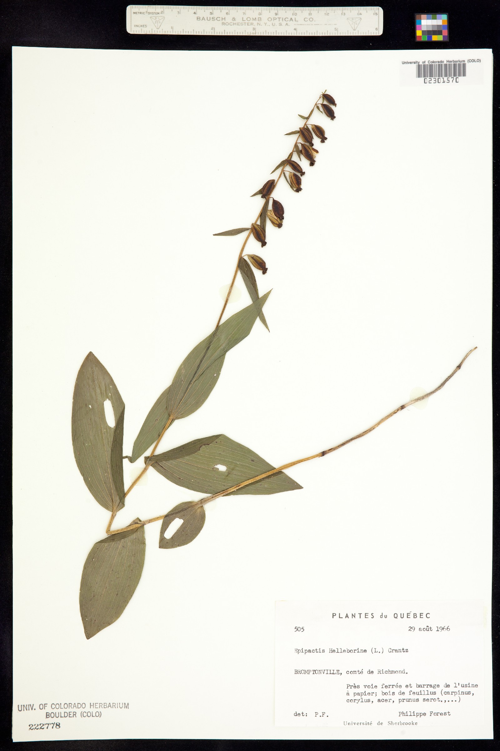 Epipactis image