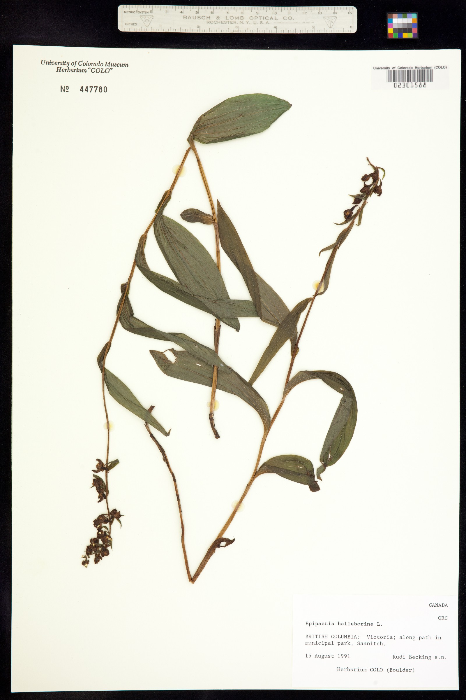 Epipactis helleborine image