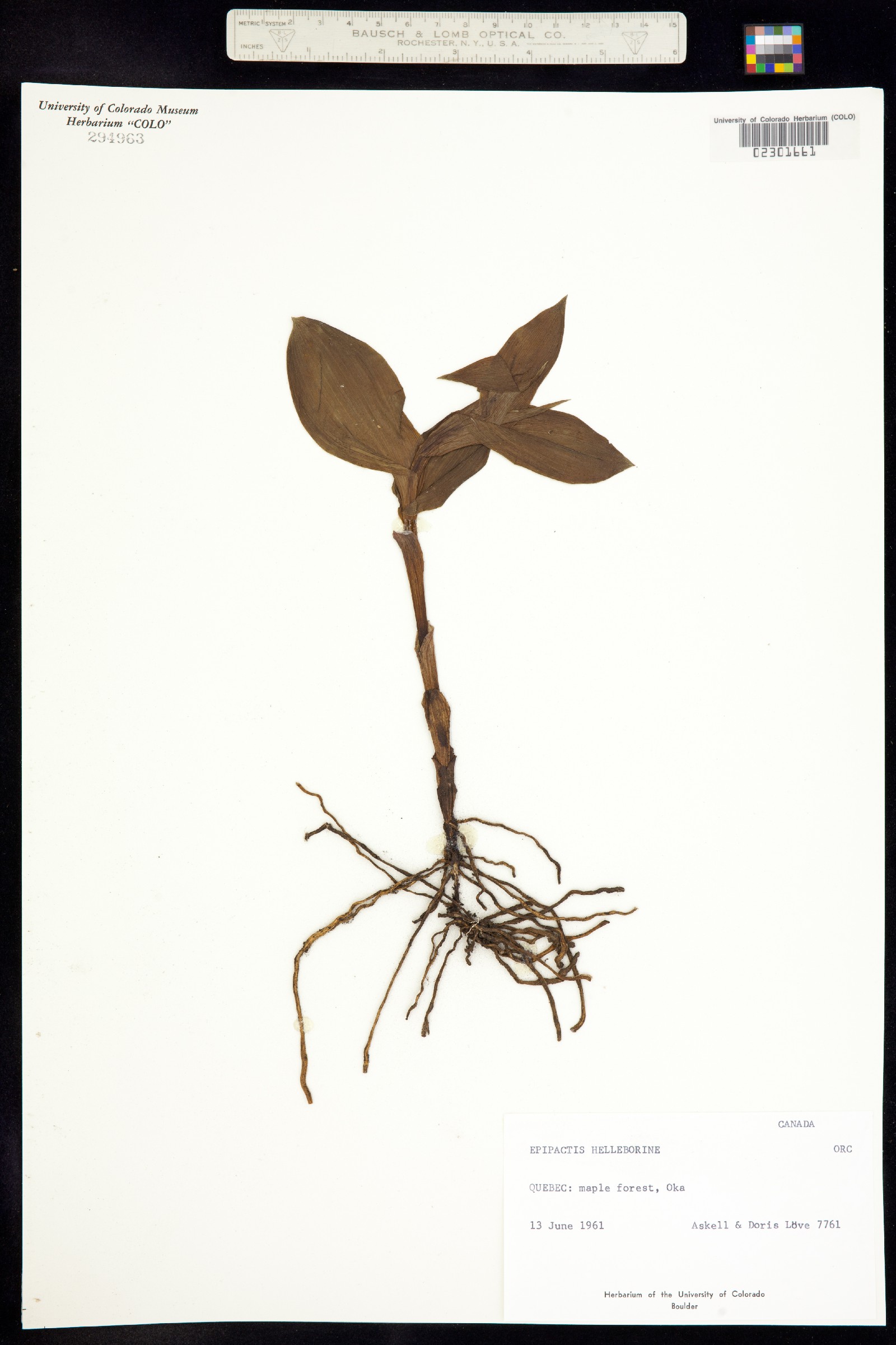 Epipactis helleborine image