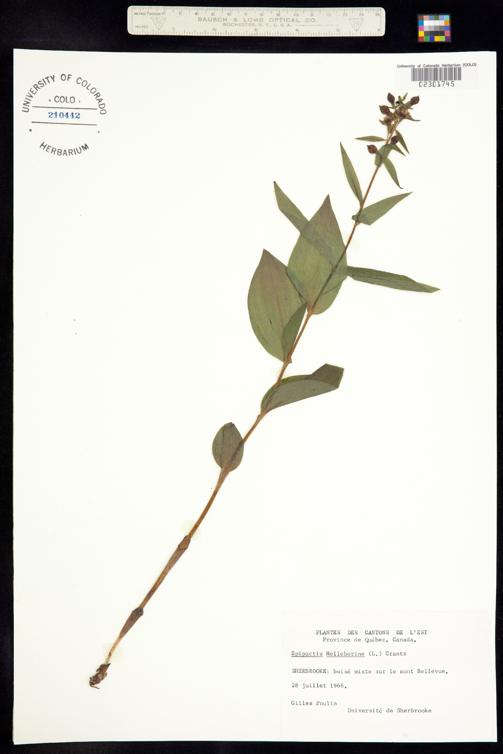 Epipactis helleborine image