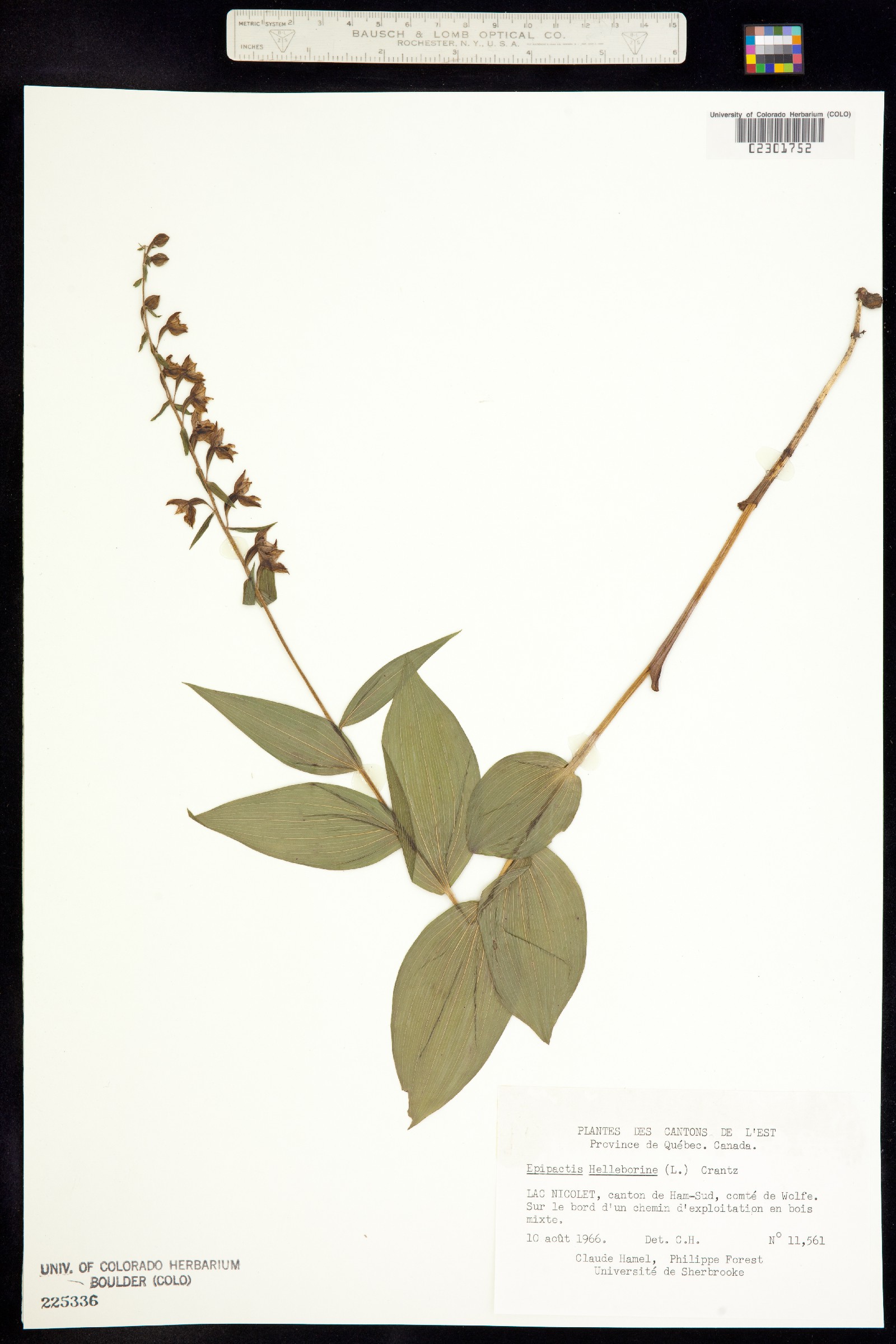 Epipactis image