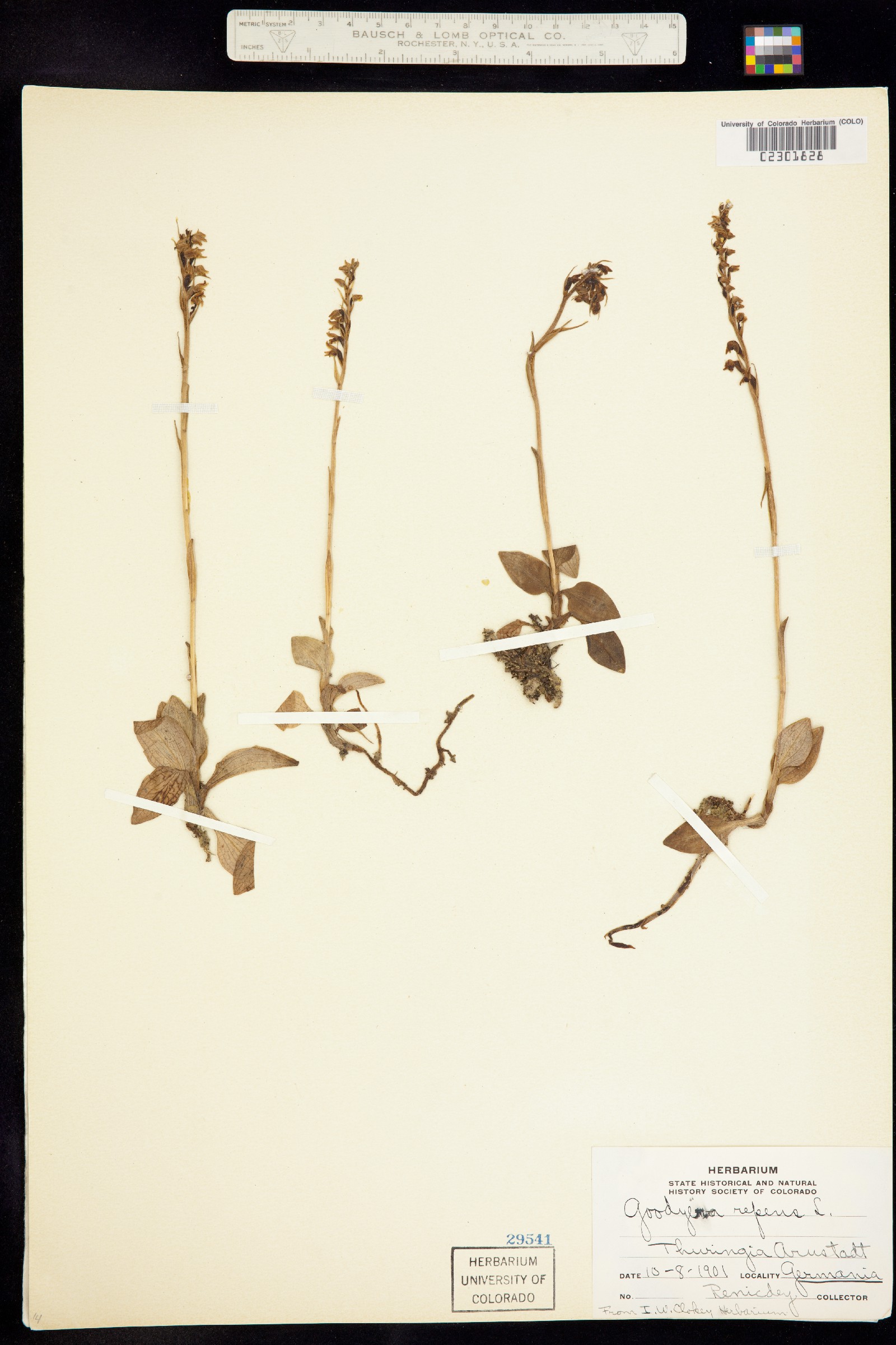 Goodyera repens image