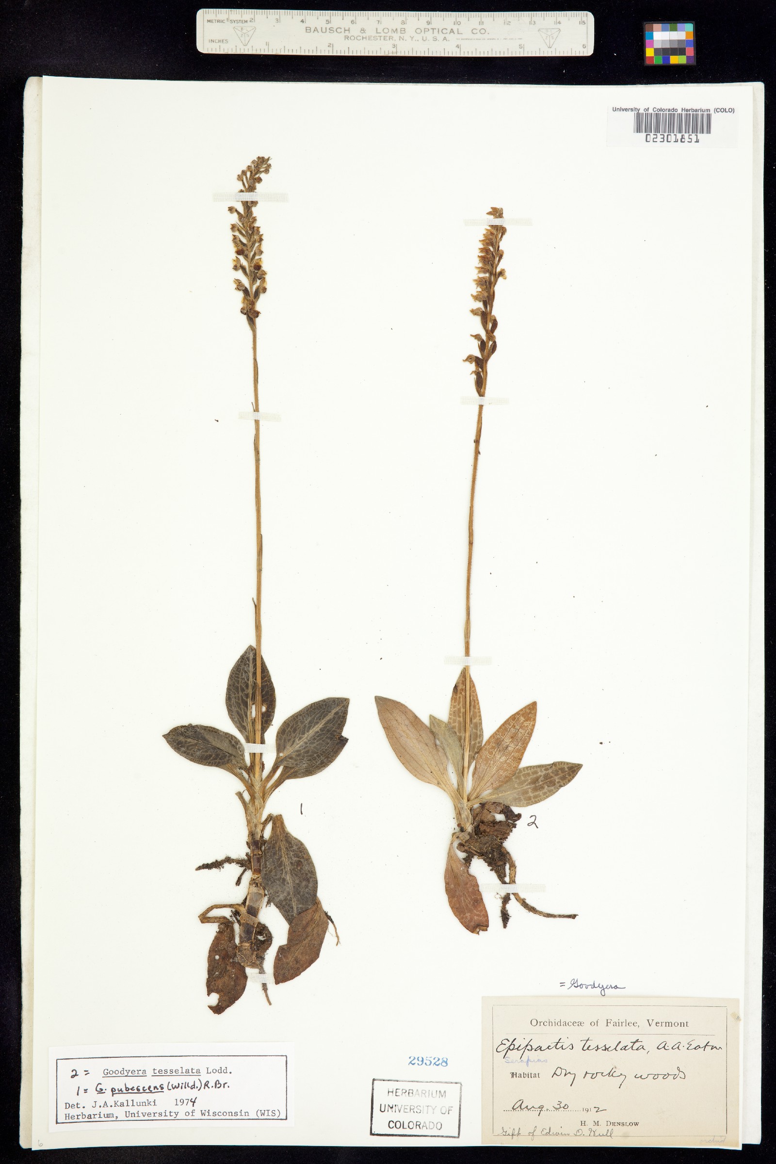 Goodyera tesselata image