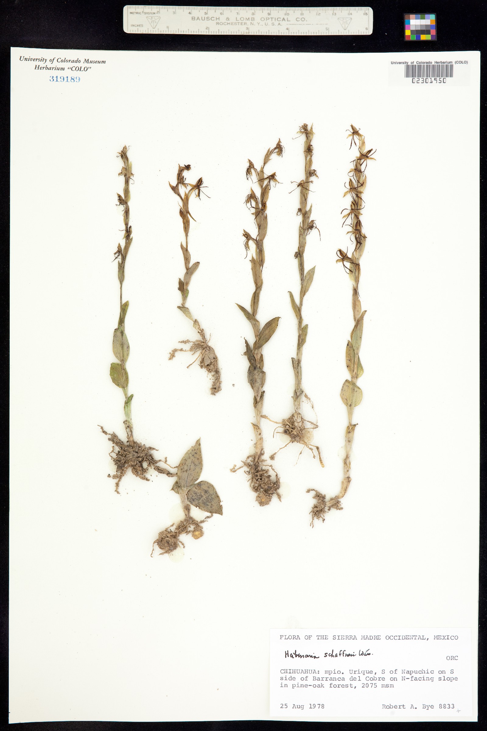 Habenaria schaffneri image