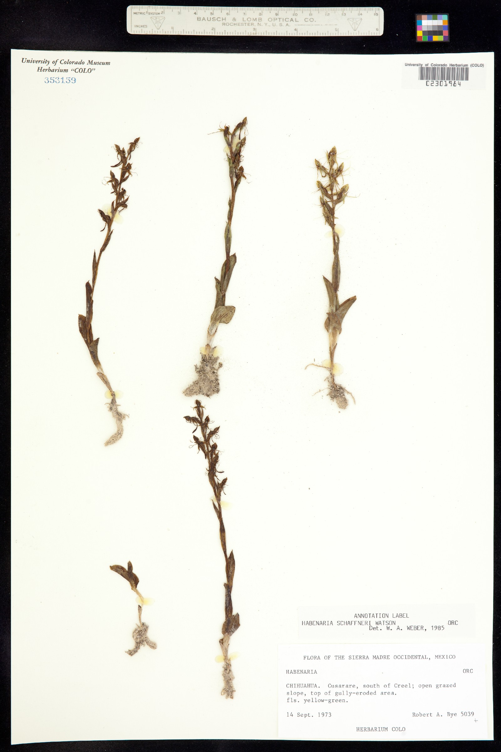 Habenaria schaffneri image