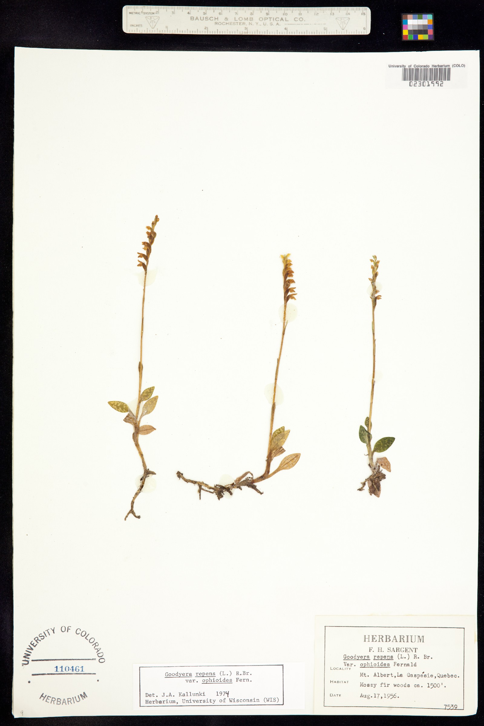 Orchidaceae image