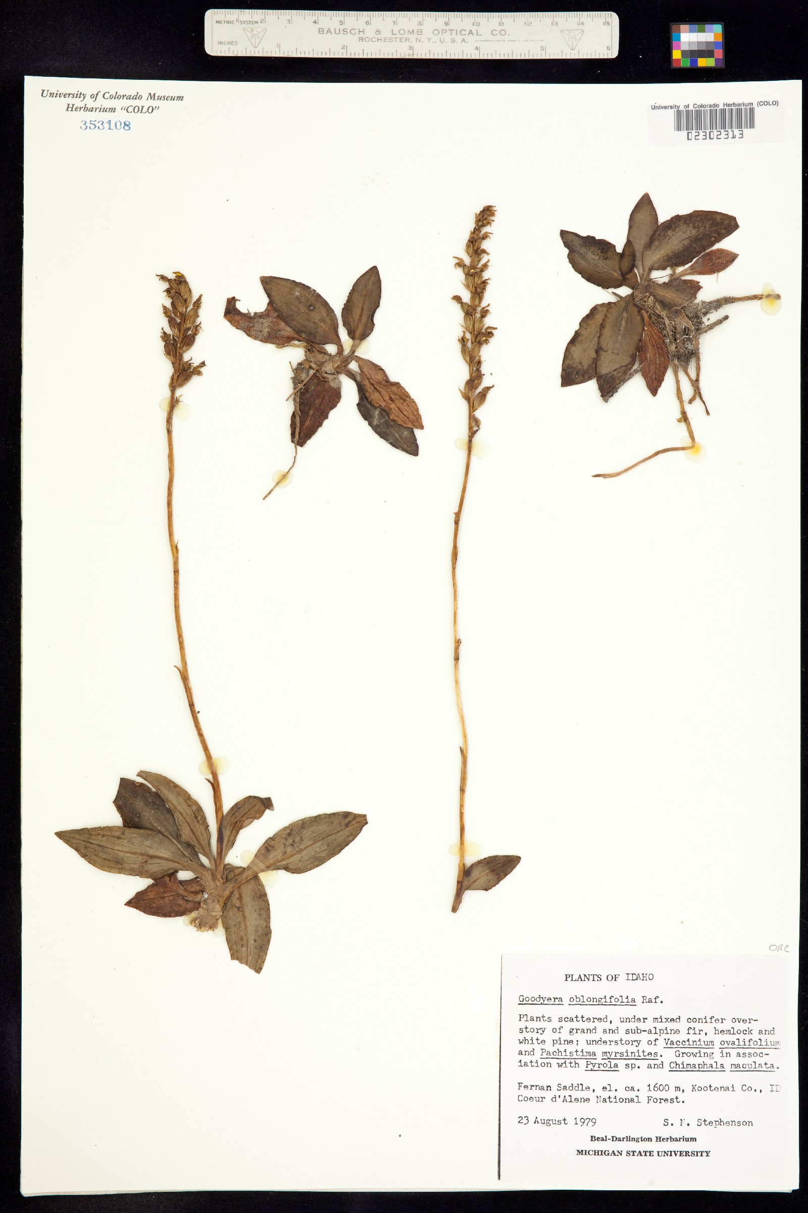 Goodyera oblongifolia image