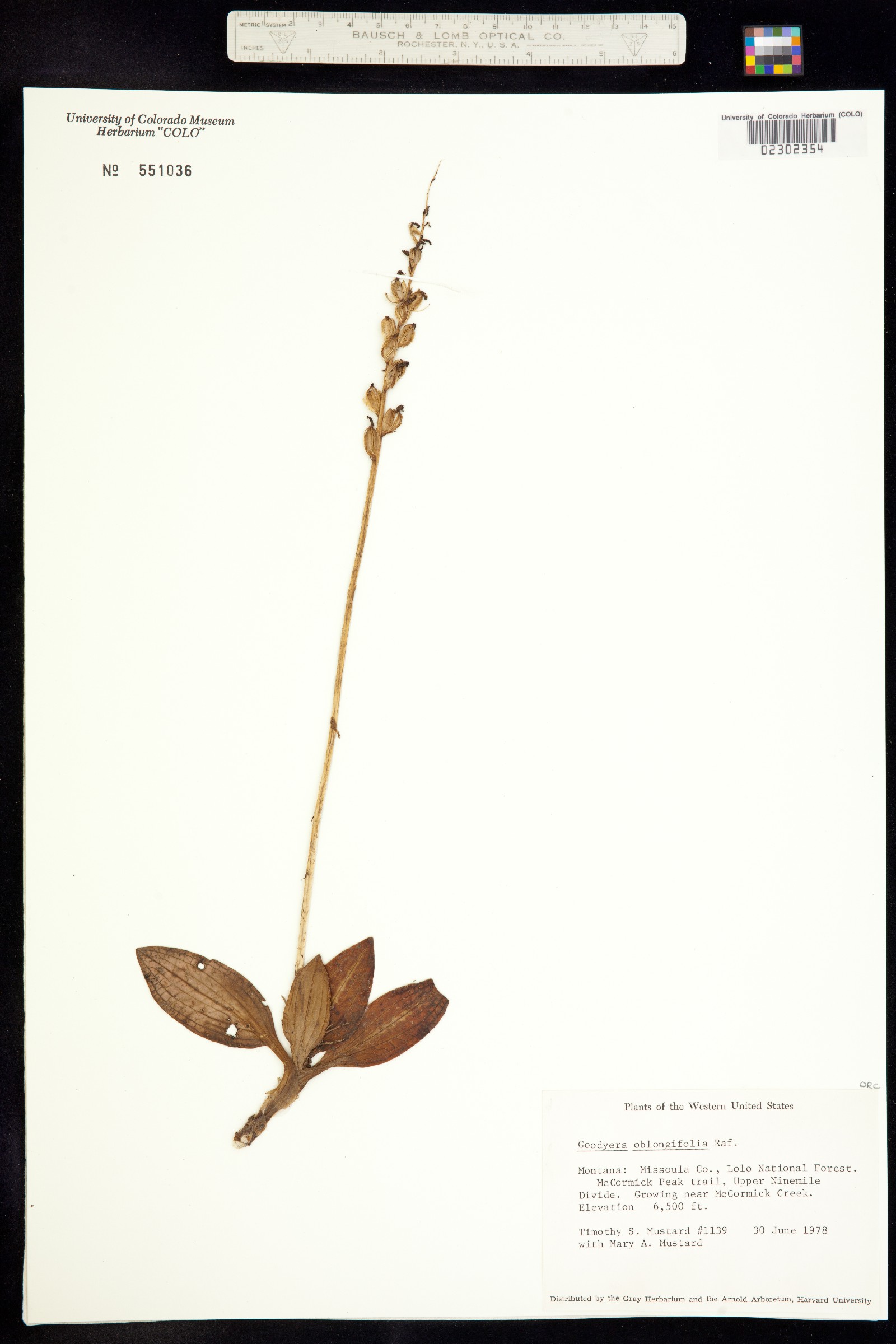 Goodyera oblongifolia image
