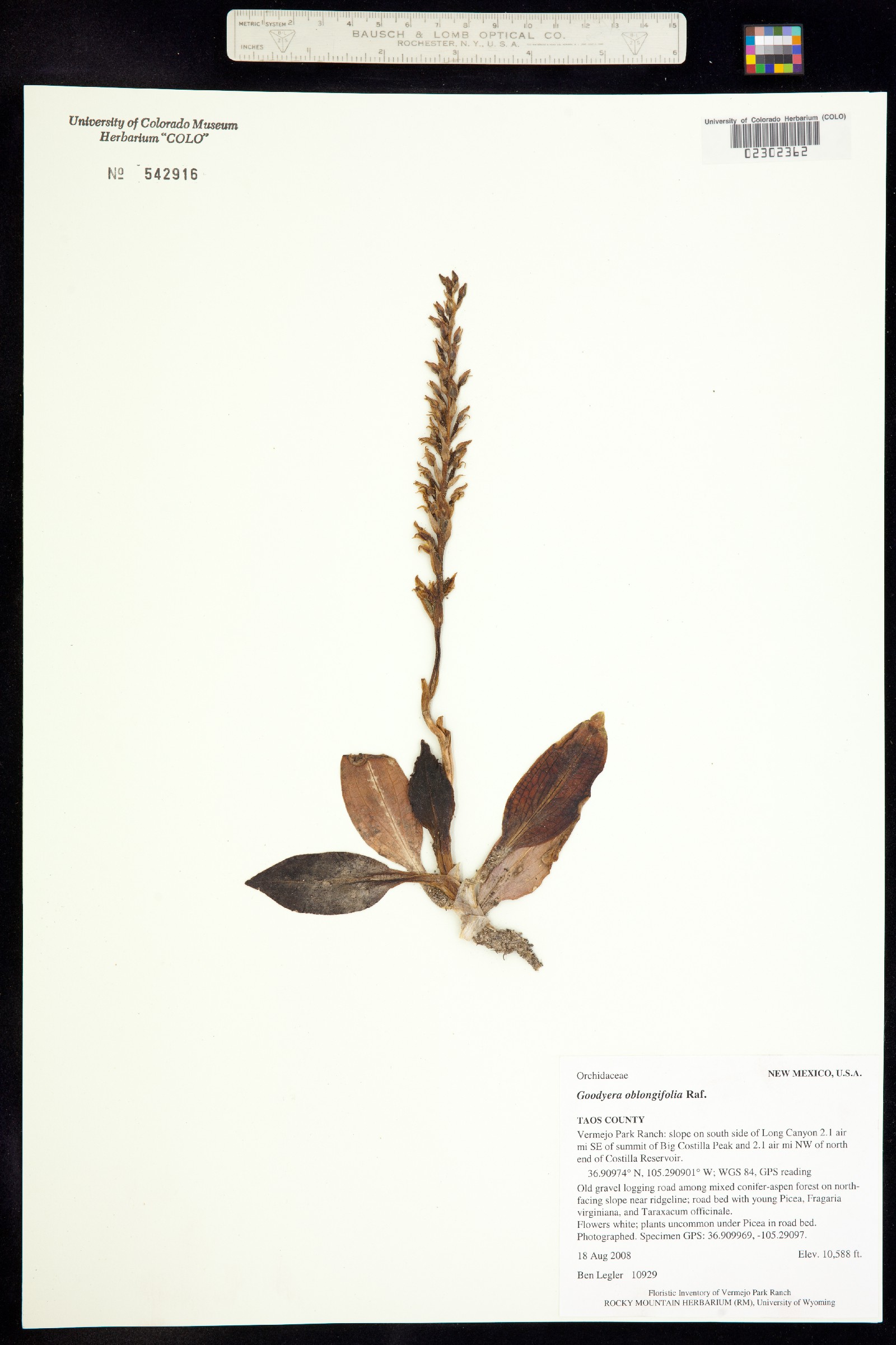 Goodyera oblongifolia image