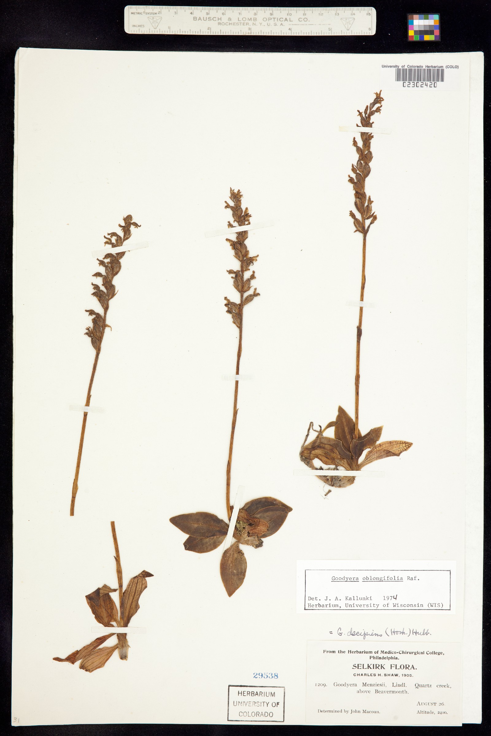 Goodyera oblongifolia image