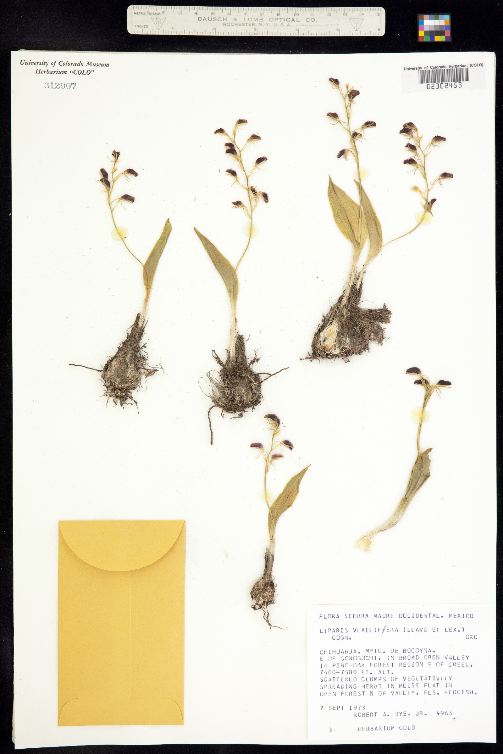 Liparis vexillifera image