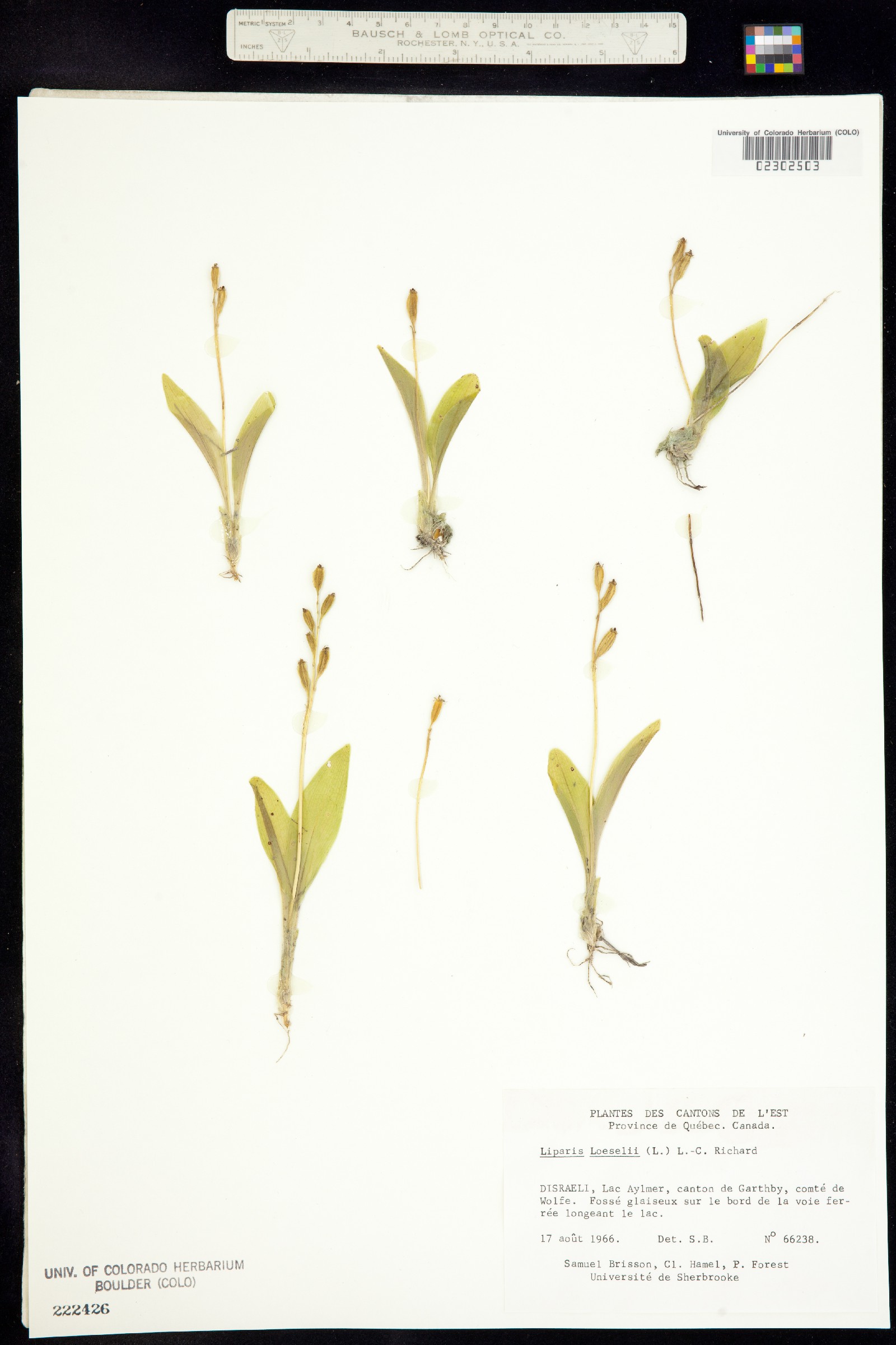 Liparis image