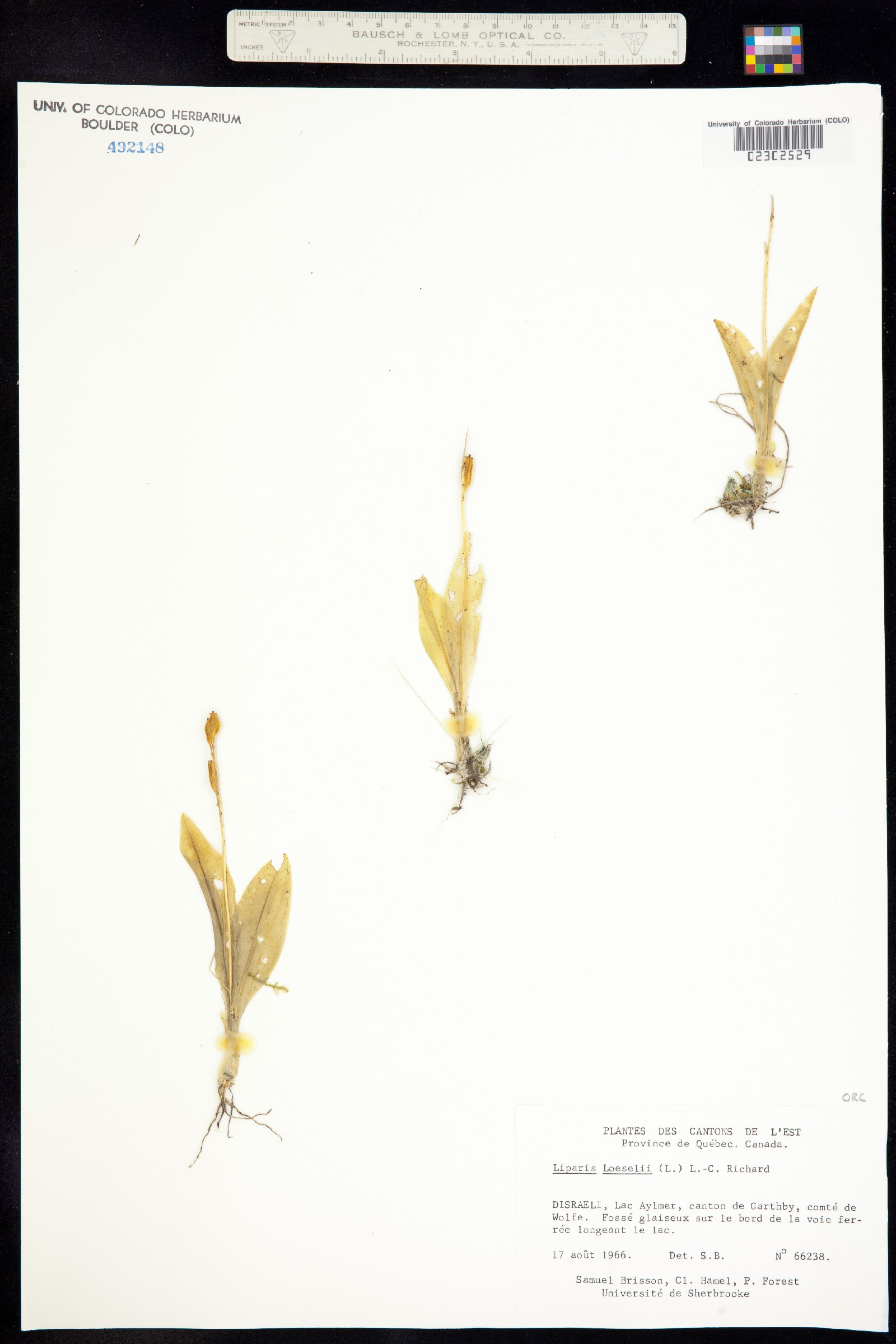 Liparis loeselii image