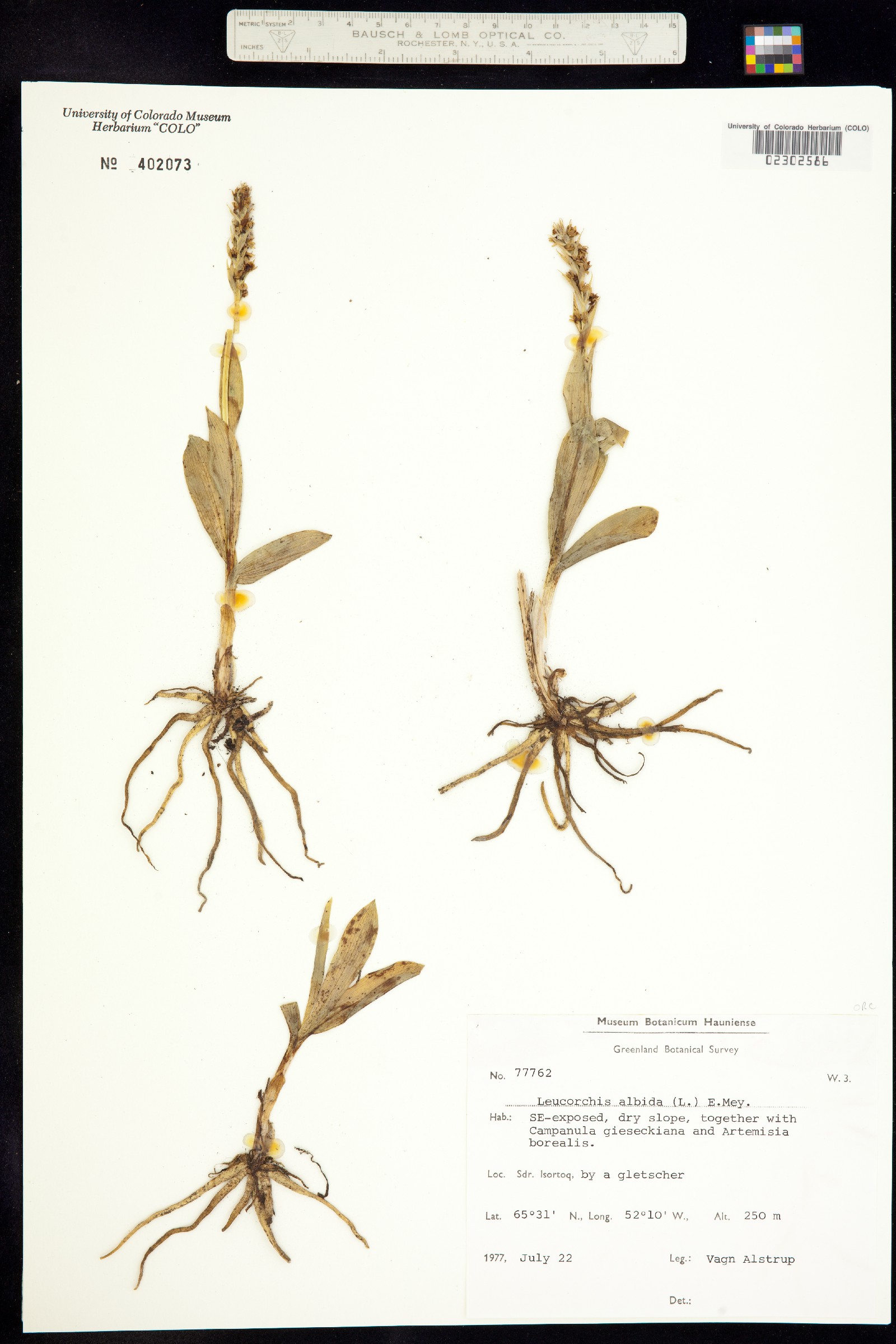 Leucorchis albida image