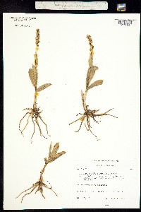Leucorchis albida image
