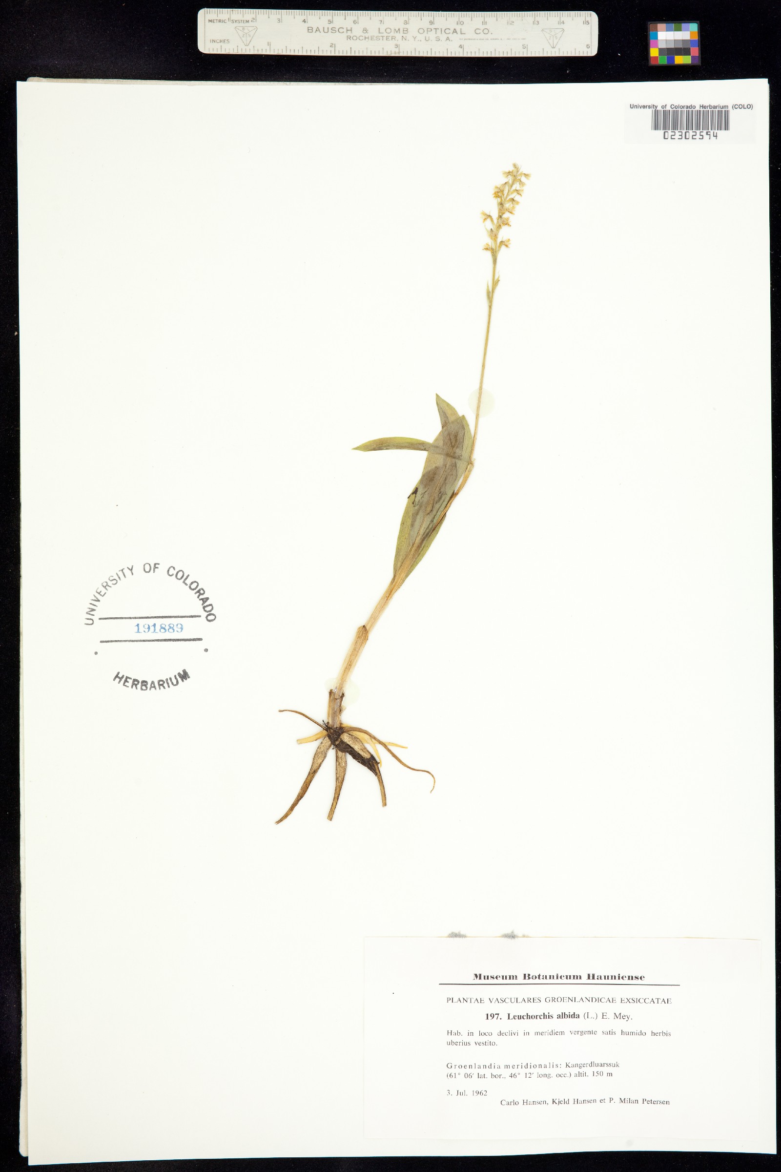 Leucorchis albida image