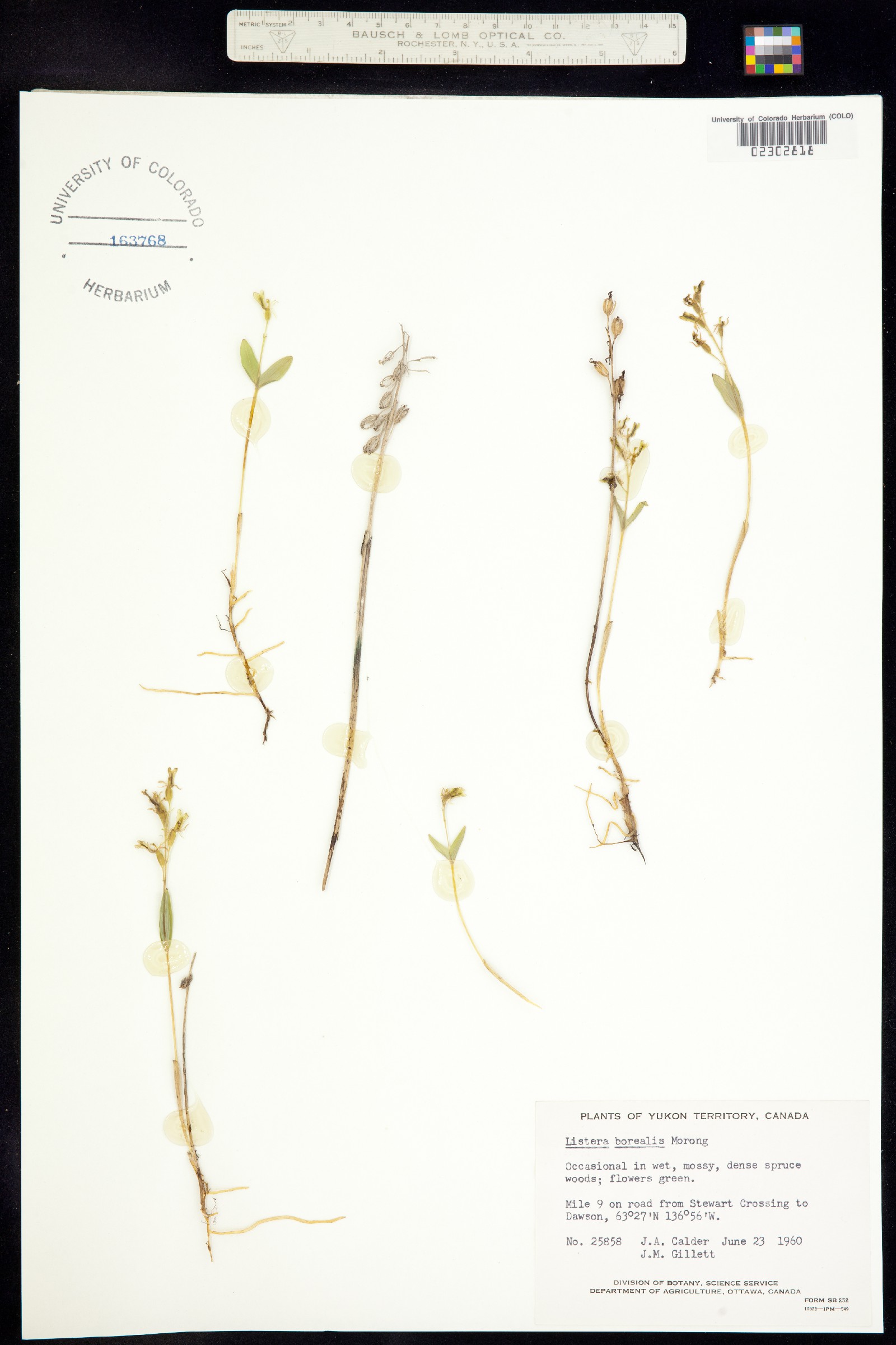 Neottia borealis image