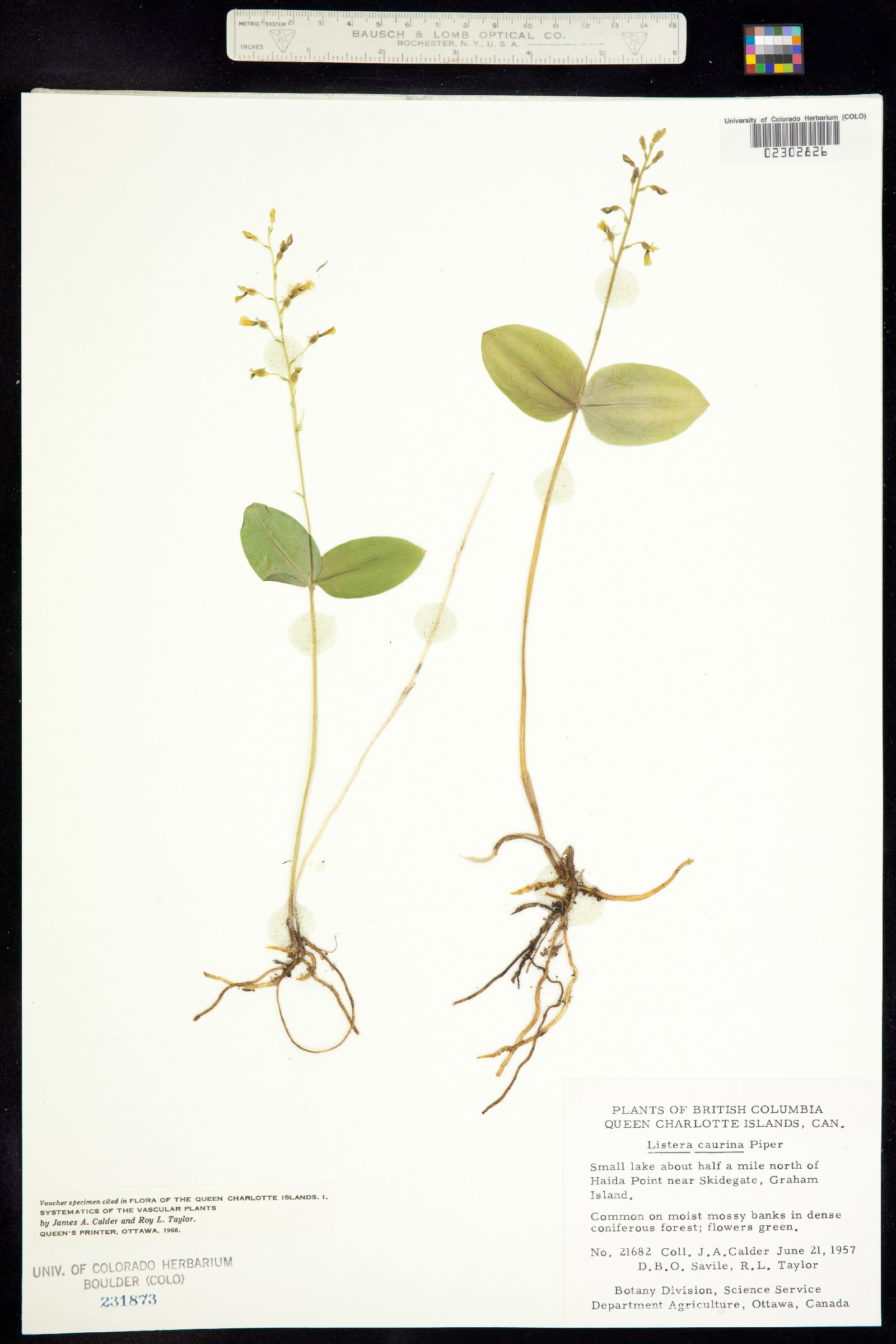 Neottia banksiana image