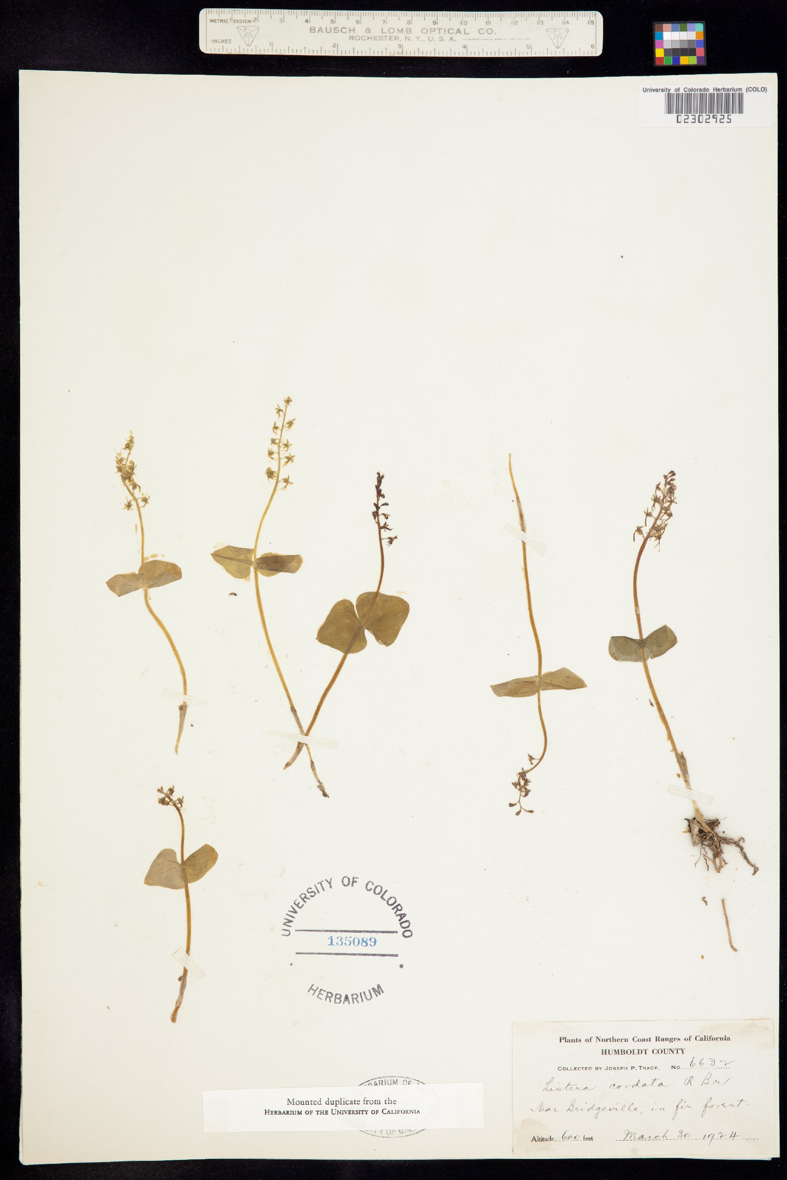 Neottia cordata image