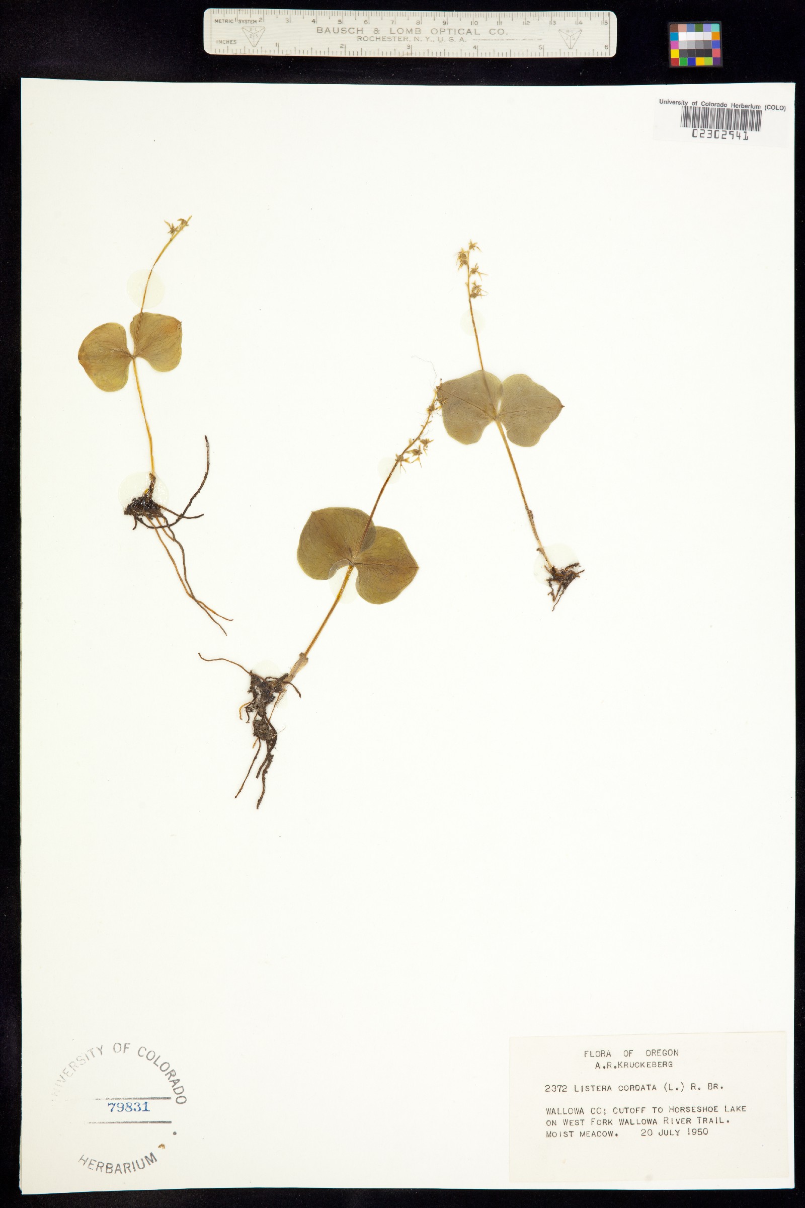 Neottia cordata image