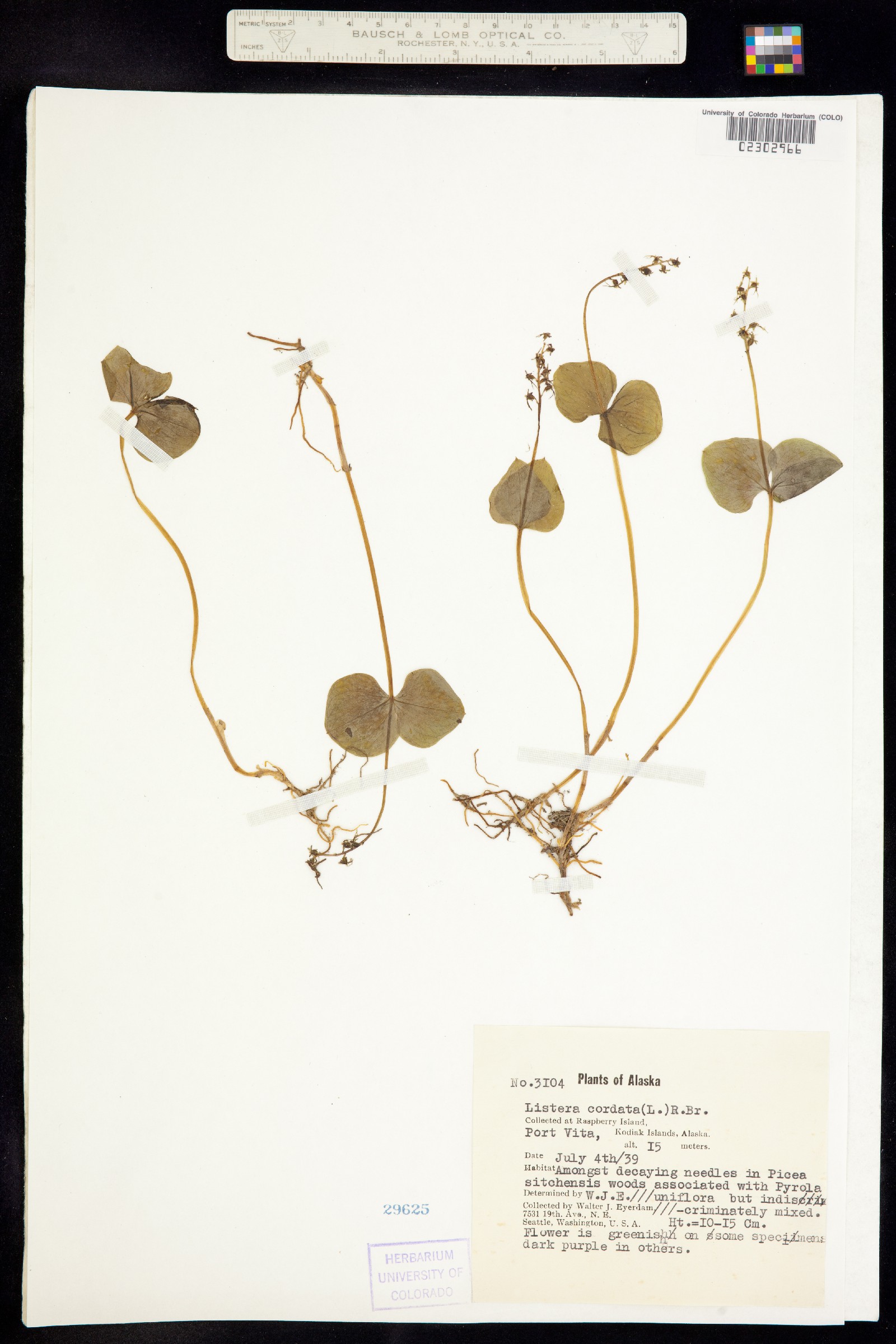 Neottia cordata image