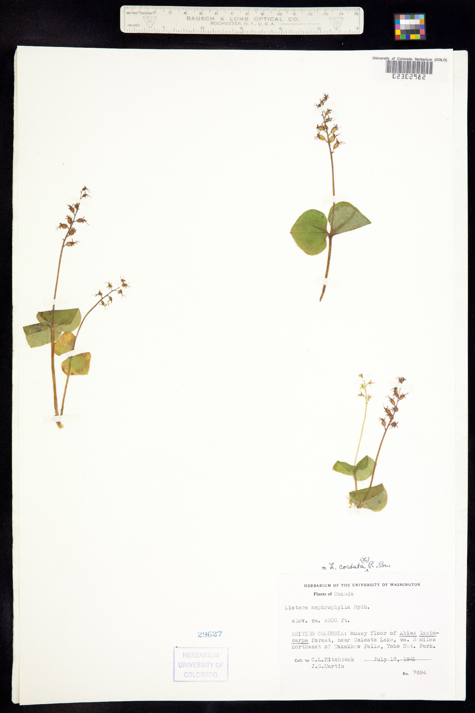 Neottia cordata image