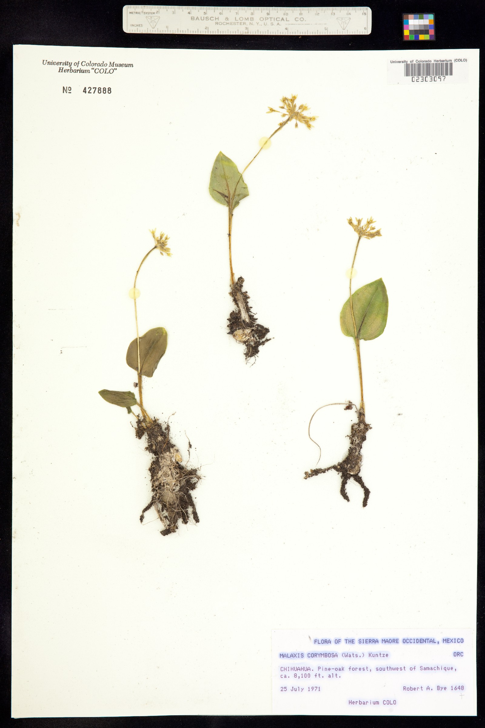 Malaxis brachystachys image