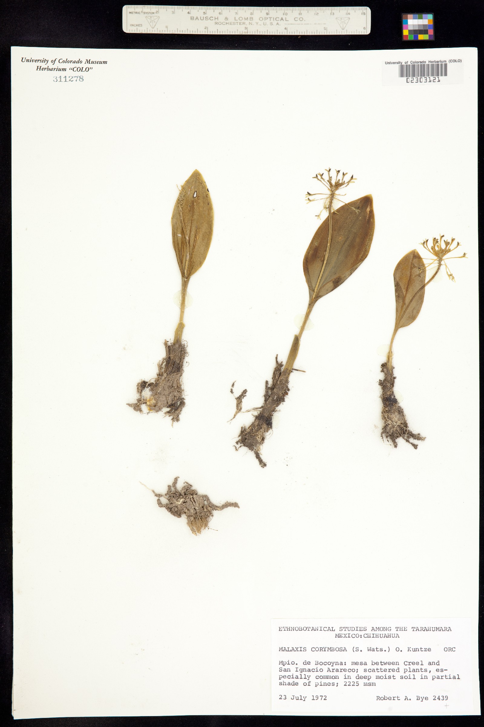 Malaxis brachystachys image