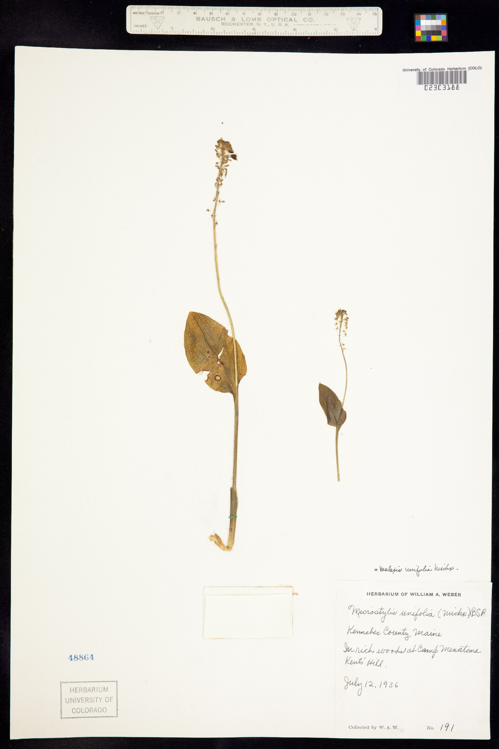 Malaxis unifolia image