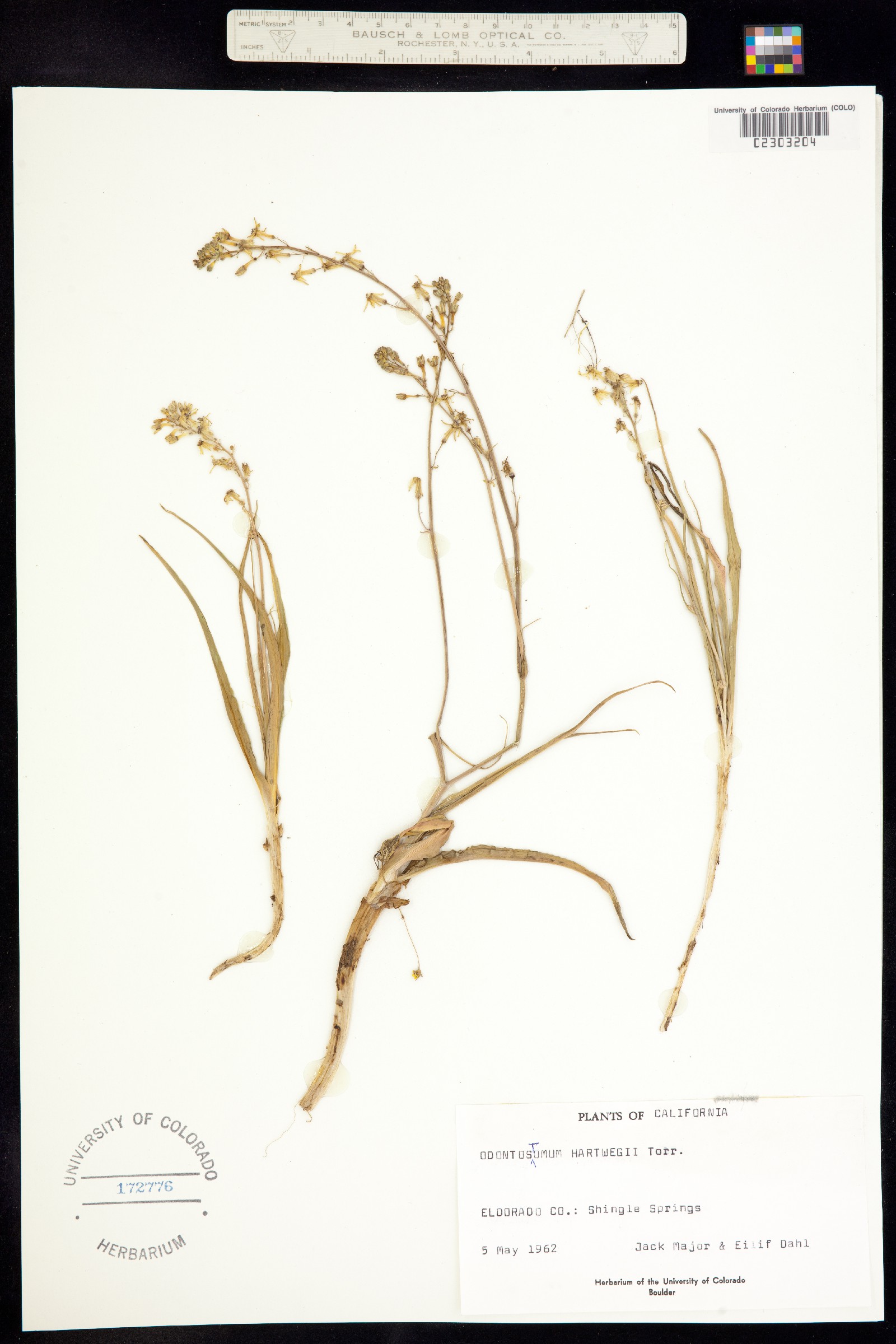 Tecophilaeaceae image