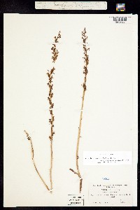 Image of Platanthera elegans