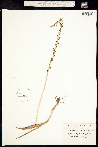 Platanthera unalascensis image