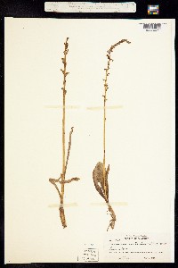 Platanthera unalascensis image