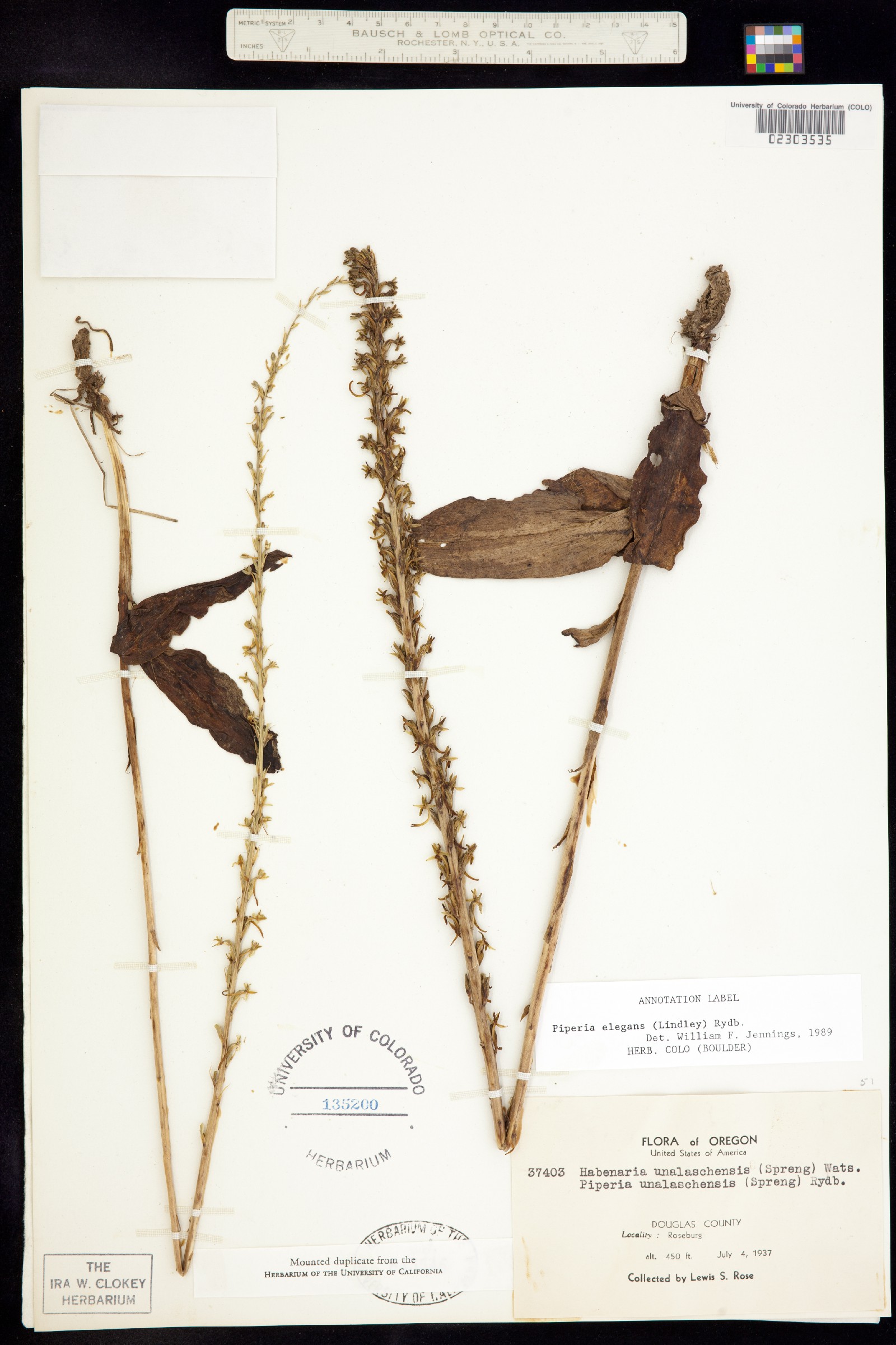 Platanthera elegans image
