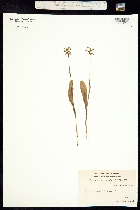 Image of Gymnadeniopsis clavellata