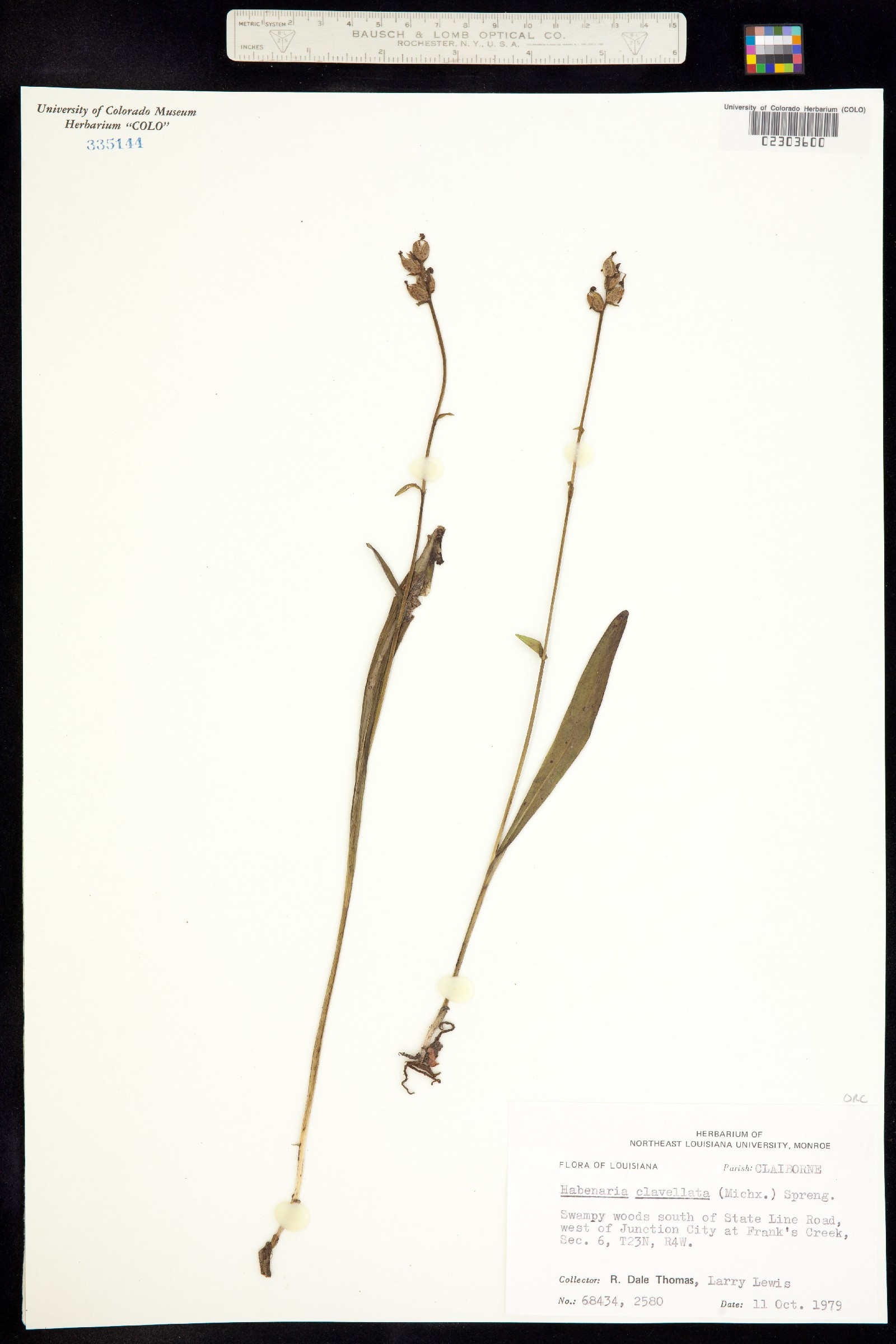 Gymnadeniopsis image