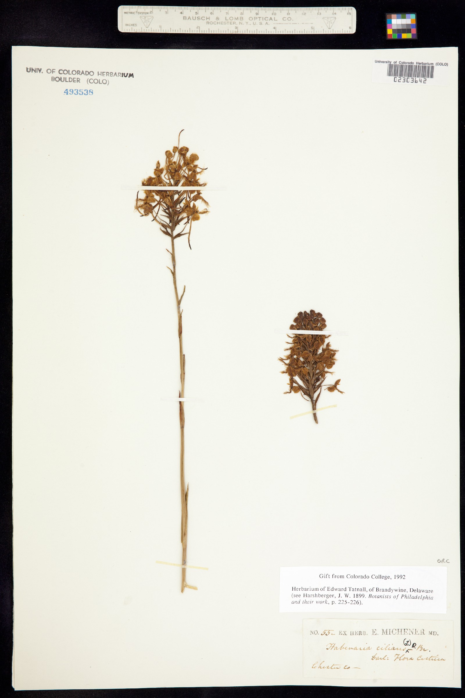 Platanthera ciliaris image