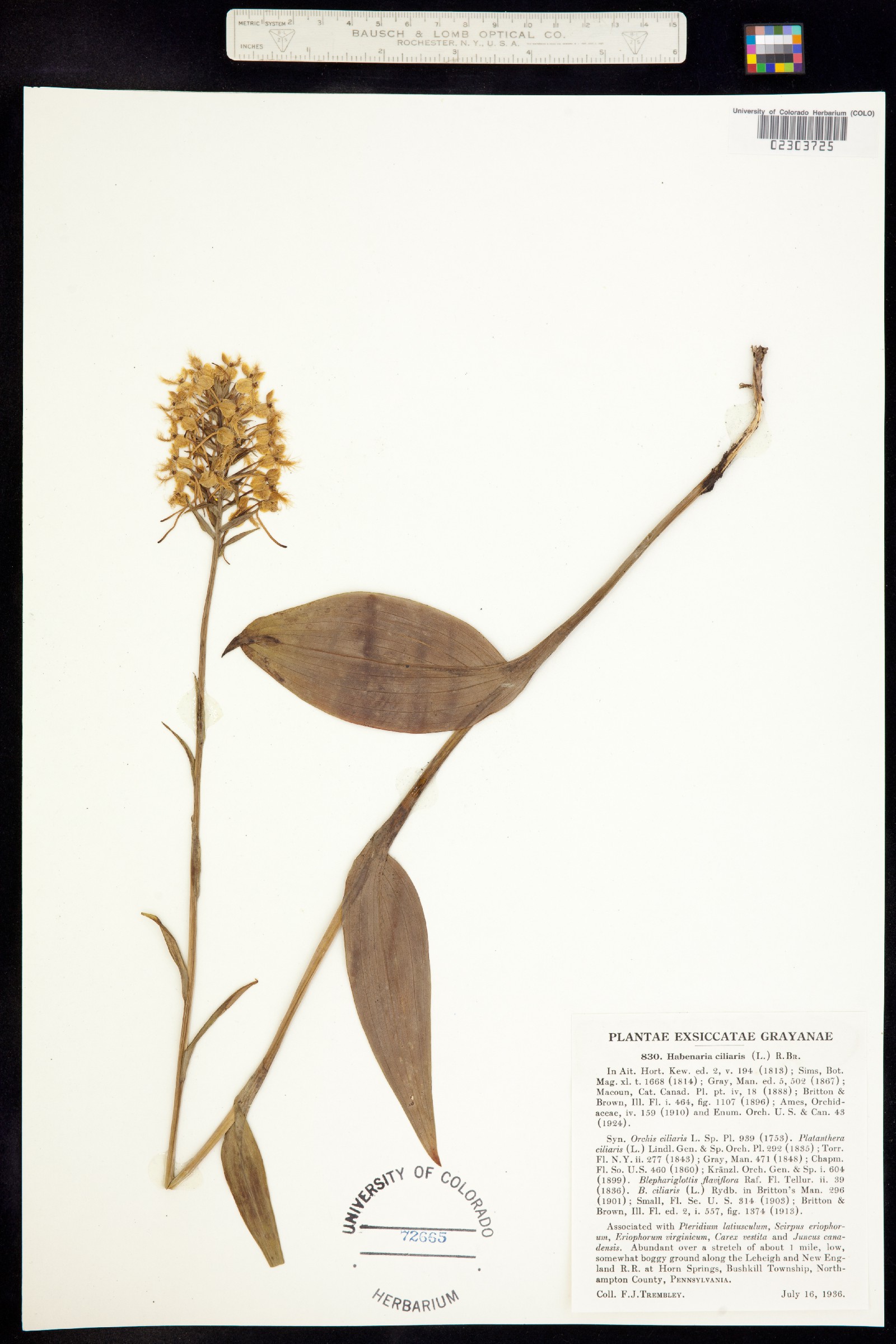 Platanthera ciliaris image