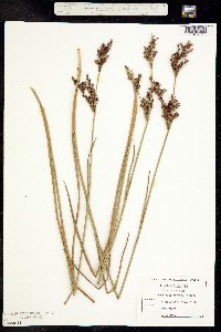 Image of Juncus trigonocarpus
